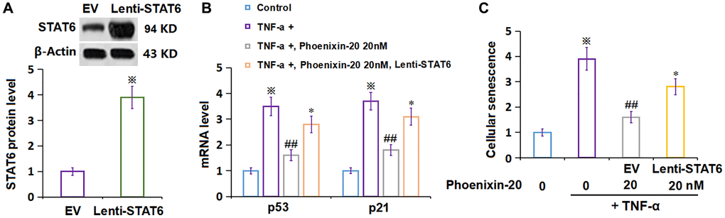 Overexpression of STAT6 abolished the protective effect of Phoenixin-20 on TNF-α-induced cellular senescence in RA-FLSs. Cells were transduced with lentiviral STAT6, followed by stimulation with TNF-α (10 ng/mL) and Phoenixin-20 (20 nM) for 7 days. (A) Western blot analysis revealed successful overexpression of STAT6; (B) mRNA of p53 and p21. (C) Cellular senescence was assayed using SA-β-gal staining (※P ##P *P N = 5–6).