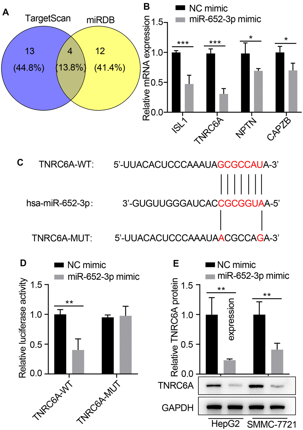 TNRC6A is a direct target of miR-652-3p in human HCC cells. (A) The underlying targets of miR-652-3p were predicted using TargetScan and miRDB databases. (B) Expression of target genes in HepG2 cells determined by qRT-PCR after transfecting with miR-652-3p mimic. (C) Scheme and sequence of the intact miR-652-3p, TNRC6A (Wt) and its mutant (Mut). Computer prediction of miR-652-3p binding sites in the 3’UTR of human TNRC6A gene. (D) SMMC-7721 cells were co-transfected with miR-652-3p and WT or MUT 3’UTR of TNRC6A. Data were presented as the mean ± SD, and analyzed with Student’s t-test. ** E) Protein level of TNRC6A was detected by WB in HepG2 and SMMC-7721 cells transfected with NC mimic and miR-652-3p. GAPDH was also detected as a loading control. Data were presented as the mean ± SD, and analyzed with Student’s t-test; ** P 