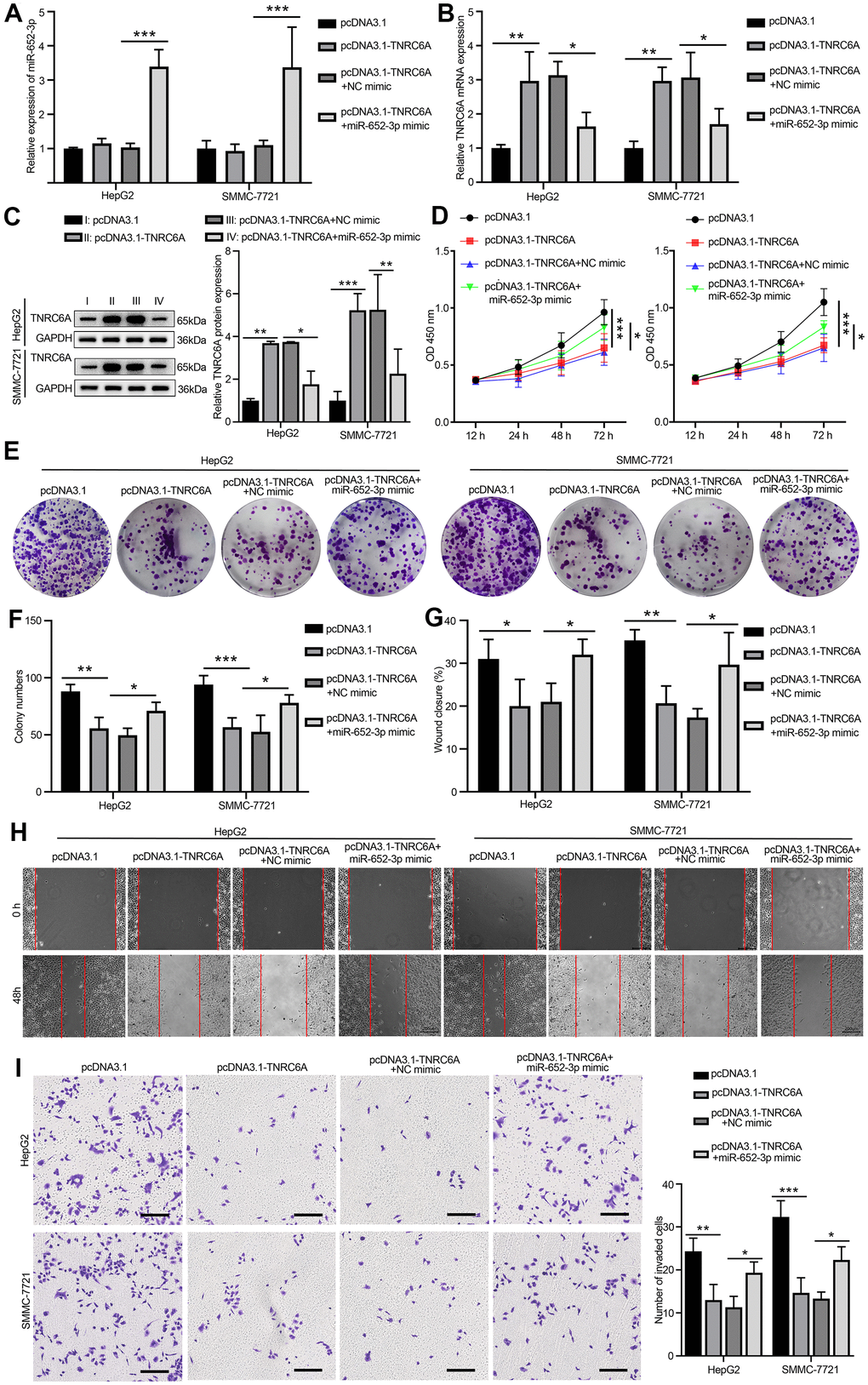 Overexpression of miR-652-3p aborted the inhibitive effects of TNRC6A on the proliferation and metastasis of HCC cells. (A) The expression of miR-652-3p inHepG2 and SMMC-7721 cells determined by qRT-PCR, Cells were treated with four different means: pcDNA3.1 group, pcDNA3.1-TNRC6A group, co-transfection pcDNA3.1-TNRC6A and NC mimics and co-transfection pcDNA3.1-TNRC6A and miR-652-3p mimic group. Data were presented as the mean ± SD, and analyzed with Student’s t-test *** P B) The mRNA expression of TNRC6A in HepG2 and SMMC-7721 cells determined by qRT-PCR. Data were presented as the mean ± SD, and analyzed with Student’s t-test *P C) The protein expression of TNRC6A in HepG2 and SMMC-7721 cells determined by WB. Histogram show the protein expression of TNRC6A in HepG2 and SMMC-7721 cells. Data were presented as the mean ± SD, and analyzed with Student’s t-test *P D) Proliferation of HepG2 and SMMC-7721 cells determined by CCK-8 after treating with different ways, Data were presented as the mean ± SD, and analyzed with Student’s t-test. *P E) Colony formation assay of HepG2 and SMMC-7721 cells after treating with different ways (F) Histogram show the amount of colony in HepG2 and SMMC-7721 cells. Data were presented as the mean ± SD, and analyzed with Student’s t-test *P G) Histogram show the distance of cellular migratory in HepG2 and SMMC-7721 cells. Data were presented as the mean ± SD, and analyzed with Student’s t-test *P H) Migration of HepG2 and SMMC-7721 cells determined by wound healing. (I) Invasion of HepG2 and SMMC-7721 cells determined by transwell. Cells that invaded to the bottom surface were stained with crystal violet and observed by light microscopy (magnification, 100×). Histogram show the capability of cellular invasion in HepG2 and SMMC-7721 cells. Data were presented as the mean ± SD, and analyzed with Student’s t-test *P 