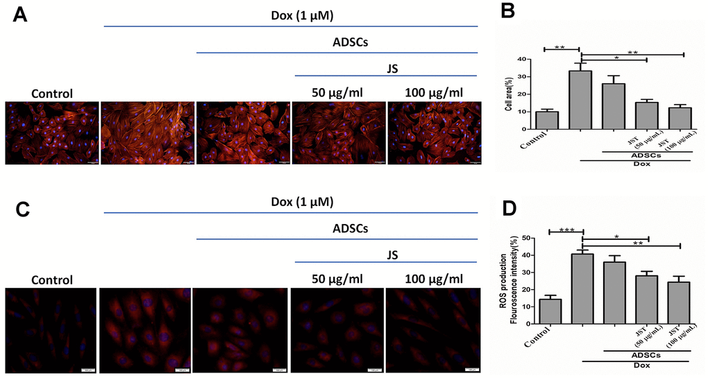 Doxorubicin-challenged H9c2 cells co-cultured with Jing Shi-preconditioned human adipose-derived stem cells (hADSCs) presented less hypertrophy and low-level mitochondrial reactive oxygen species. (A) F-actin staining detecting hypertrophy with or without Doxorubicin induction in H9c2 cells after co-culture with human adipose-derived stem cells (hADSCs). (B) quantitative analysis of cell area for Doxorubicin-challenged H9c2 cells. Jing Shi-preconditioned hADSCs significantly reduced hypertrophy in doxorubicin-challenged H9c2 cells (C, D) MitoSOX staining detecting mitochondrial reactive oxygen species and their quantitative analysis. Doxorubicin-challenged H9c2 cells showed the least mitochondrial reactive oxygen species levels after co-culture with Jing Shi-preconditioned hADSCs. Experiments were performed in triplicate. Data are presented as means ± SEM. *p 