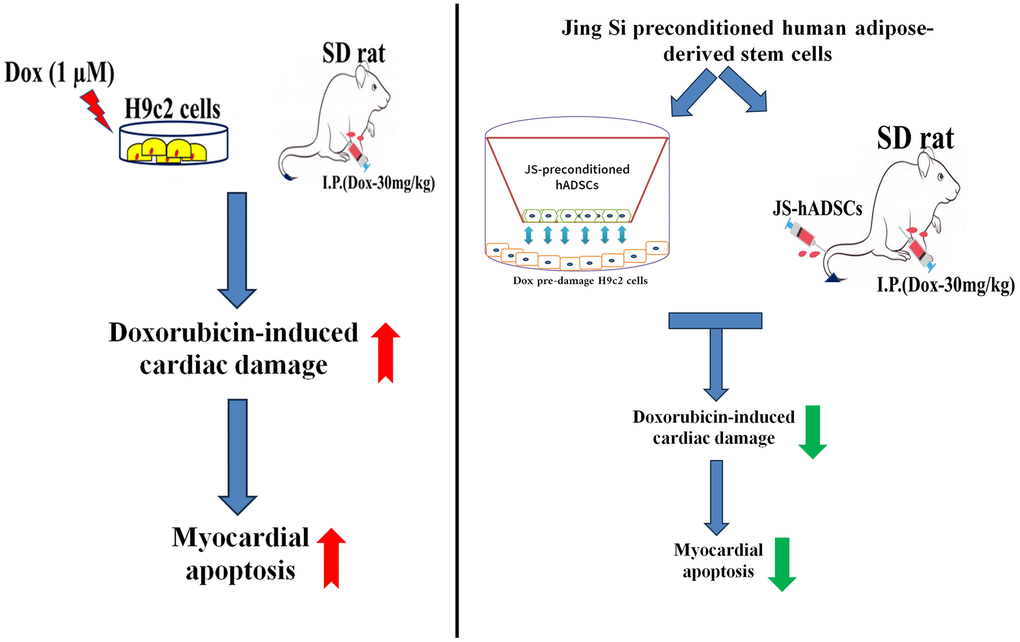 Graphical representation of the cardioprotective effects of Jing Shi and Jing Shi-preconditioned human adipose-derived stem cells (hADSCs) against Doxorubicin (Dox) induction in in vitro and in vivo models.