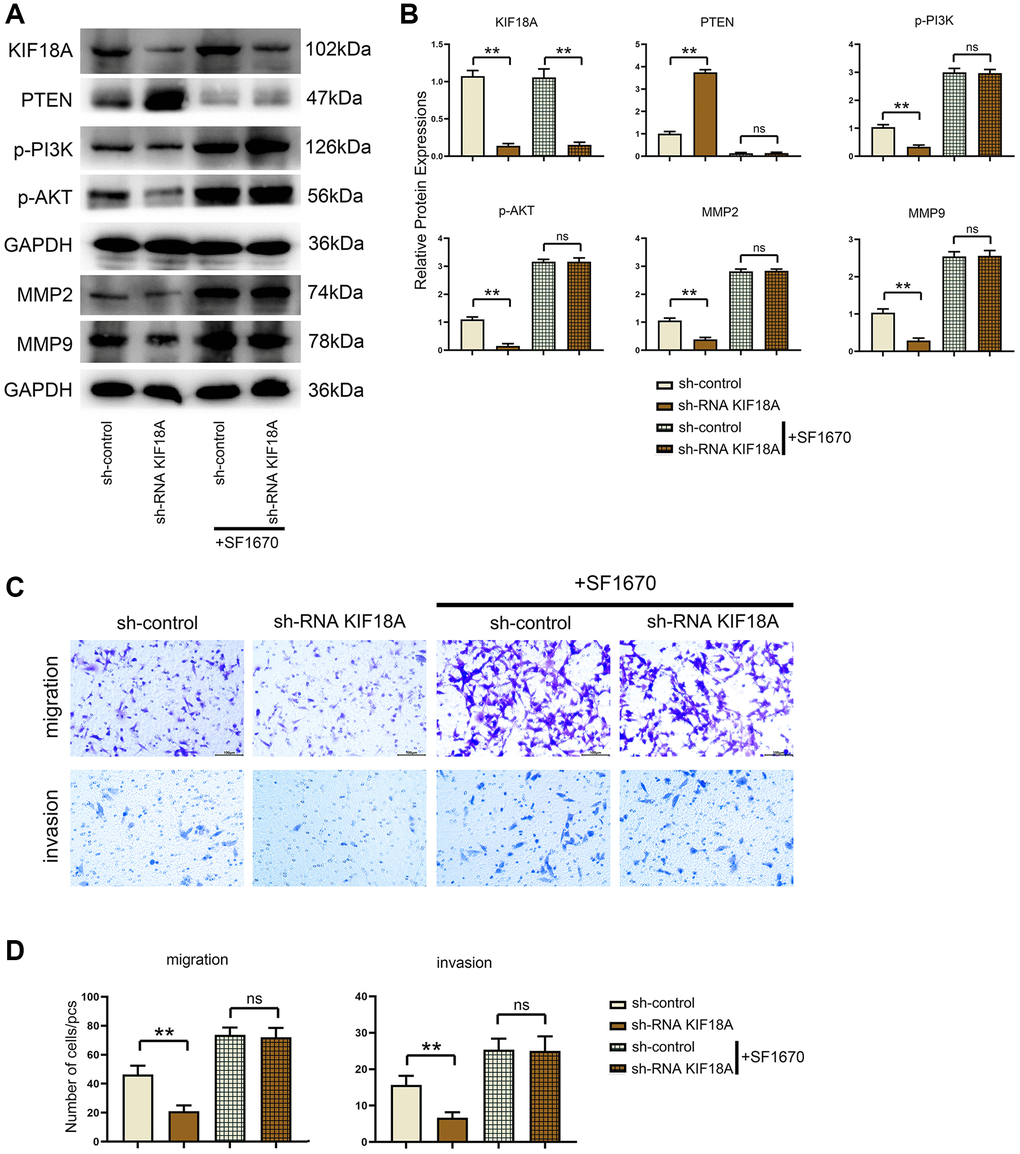 Influences of PTEN inhibitor on PTEN and PI3K/Akt signaling pathways and migration and invasion of CRC cells in control and KIF18A-OE groups. (A) Protein band diagrams of PTEN, p-PI3K, p-Akt, MMP2 and MMP9 in control group, KIF18A-OE group, control+SF1670 group and sh-RNA KIF18A+SF1670 group. (B) Relative protein expressions of PTEN, p-PI3K, p-Akt, MMP2 and MMP9 in control group, KIF18A-OE group, control+SF1670 group and sh-RNA KIF18A+SF1670 group. (C) Diagrams of migration and invasion experiments in control group, KIF18A-OE group, control+SF1670 group and sh-RNA KIF18A+SF1670 group. (D) Statistics of migration and invasion cells in control group, KIF18A-OE group, control+SF1670 group and sh-RNA KIF18A+SF1670 group (**p p > 0.05; N = 3).