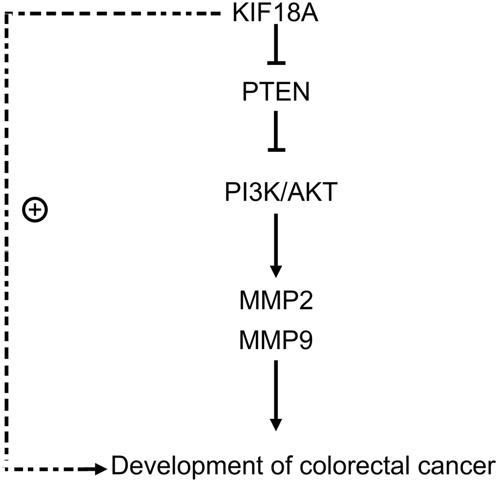 KIF18A can mediate PTEN, activate the PI3K/Akt signaling pathway, and promote the migration and invasion of CRC cells.