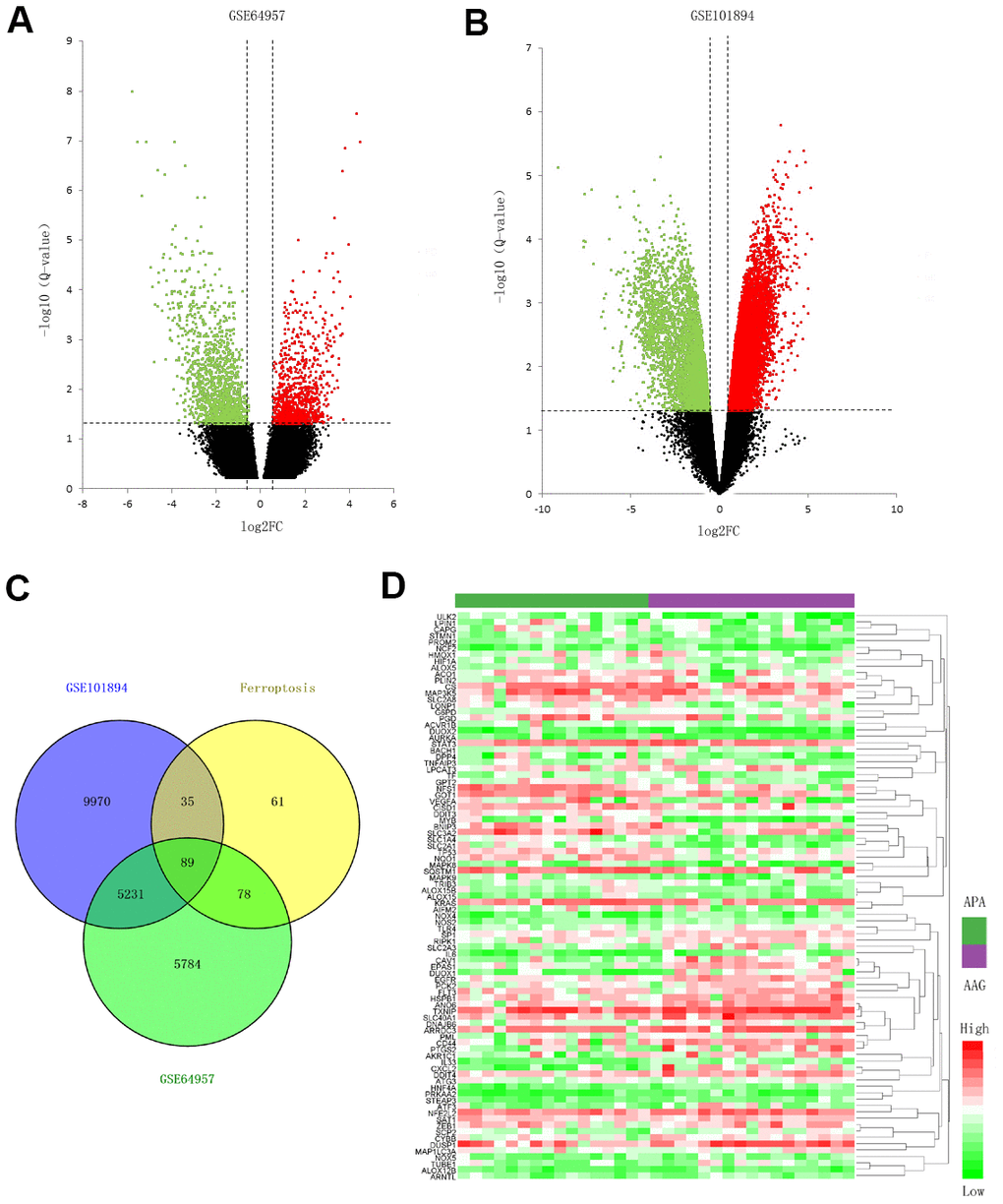Screening for the ferroptosis-related DEGs. (A, B) Volcano plots of the DEGs in GSE64957 and GSE101894 between APA and AAG tissue. The red dots represent the upregulated genes, the green dots represent the downregulated genes, and the black dots represent genes with no significant difference. (C) Venn diagram to identify ferroptosis-related DEGs. (D) Expression heatmap of 89 ferroptosis-related DEGs in APA and AAG tissue.