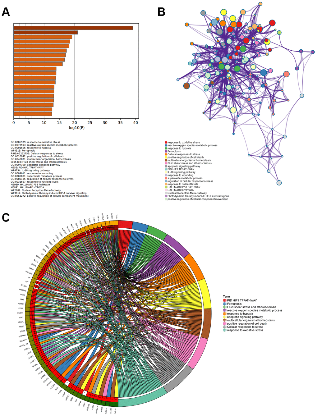Enriched functions and pathways of ferroptosis-related DEGs. (A) The top 20 most significant enriched terms analyzed from Metascape, ranked according to –log10 (P) value. (B) The interaction network of 20 enriched terms, each identical color circle represents an enriched term. (C) The relationship between ferroptosis-related DEGs and top 10 enriched terms.