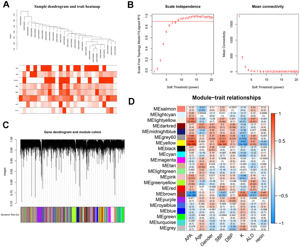 WGCNA analysis and identification of hub modules related to the clinical traits. (A) Clustering dendrograms of samples and clinical traits of APA, age, gender, SBP, DBP, K, ALD and renin showed at the bottom. (B) Analysis of scale free network topology for various soft-threshold powers. The image on the left demonstrates the effect of soft-threshold power on the scale free topology model fit index; the right image shows the effect of soft-threshold power on the mean connectivity of the network. (C) Gene clustering dendrograms with dissimilarity based on the topological overlap, assigned with specific module colors. (D) The heatmap of correlation coefficient and p-value between modules and clinical traits. Each row represents a module, and each column corresponds to a clinical trait.