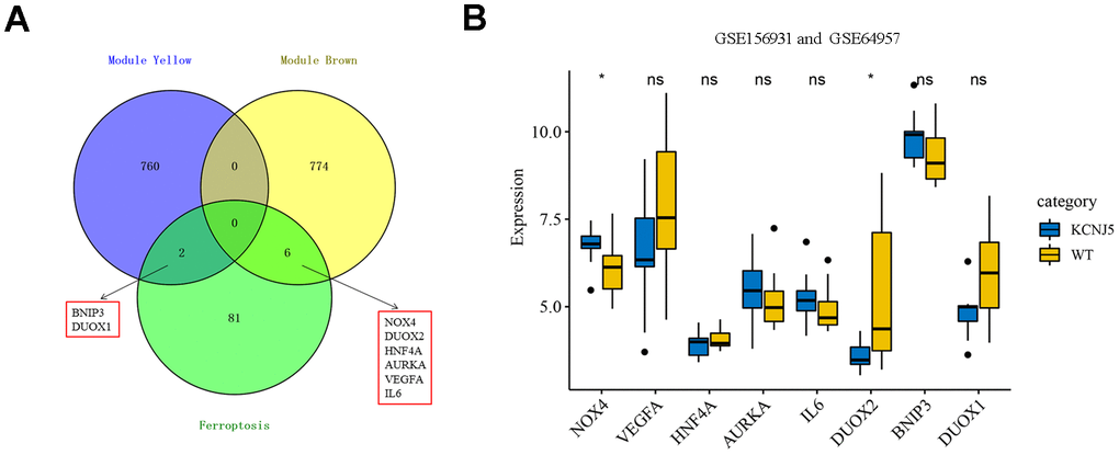 Identification of eight hub ferroptosis-related DEGs and the expression among mutant KCNJ5 and WT APA samples. (A) Identification of BNIP3, DUOX1, DUOX2, NOX4, HNF4A, AURKA, VEGFA and IL6 from the intersection of hub module yellow and brown, along with 89 ferroptosis-related DEGs. (B) The expression of eight hub genes among the mutant KCNJ5 and WT groups. *P  0.05.