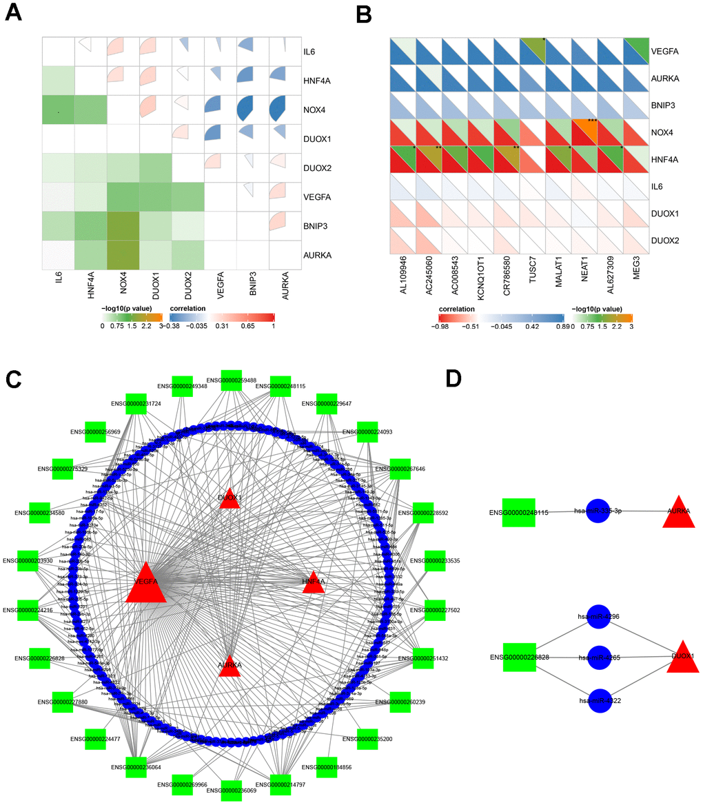 The analysis of molecular crosstalk. (A) The correlation between eight hub ferroptosis-related DEGs. (B) The correlation analysis between 8 hub ferroptosis-related DEGs and 10 DE lncRNAs. (C) The ceRNA network interaction among lncRNAs, miRNAs, and mRNAs. (D) Two axes ENSG00000248115-hsa-miR-335-AURKA and ENSG00000226828- hsa-miR-4265/hsa-miR-4296/hsa-miR-4322-DUOX1. Green squares represent lncRNAs; blue circles represent miRNAs; red triangles represent mRNAs; the size of the shape represents the degree of connection. *P  0.05; **P  0.01; ***P  0.001.