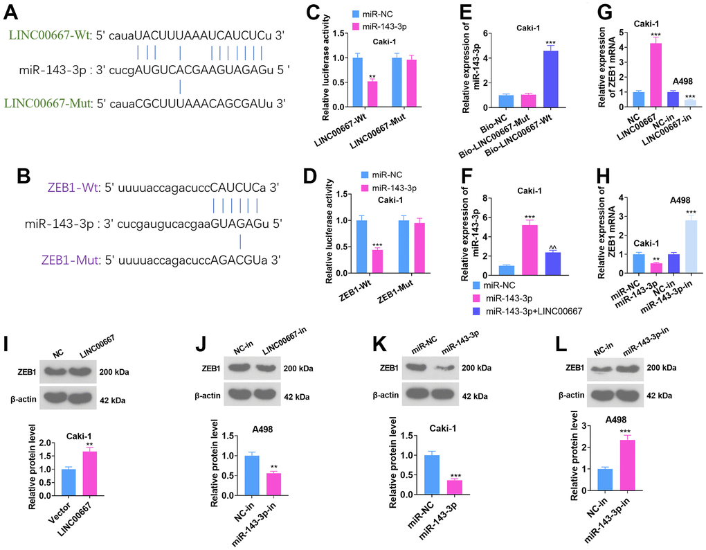 The LINC00667-miR-143-3p-ZEB1-associated ceRNA regulatory network. (A, B) The binding sites between LINC00667 and miR-143-3p and between miR-143-3p and ZEB1 searched through the ENCORI database (starbase.sysu.edu.cn). (C, D) The influence of miR-143-3p mimics on LINC00667-Wt, LINC00667-Mut, ZEB1-Wt, and ZEB1-Mut luciferase activities were checked using a dual-luciferase reporter assay. (E) The impact of biotin-labeled miR-143-3p on LINC00667 monitored by RNA Pull-down assay. (F) A498 cells were transfected with miR-NC, miR-143-3p, and miR-143-3p+LINC00667. The miR-143-3p level was gauged via qRT-PCR. LINC00667 overexpression plasmids and miR-143-3p mimics were employed to transfect Caki, while LINC00667-in and miR-143-3p-in were harnessed to transfect A498. (G, H) The mRNA level of ZEB1 in Caki and A498 was assayed using qRT-PCR. (I–L) The ZEB1 level in Caki and A498 cells was assessed by WB. **PPP