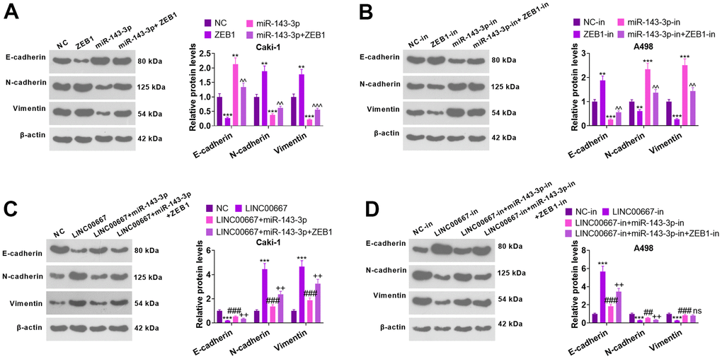 The regulatory mechanism of LINC00667-miR-143-3p-ZEB1 axis on EMT. Caki cells were transfected using ZEB1 overexpression plasmids and/or miR-143-3p mimics, whereas A498 cells were transfected employing ZEB1-in and/or miR-143-3p-in. (A, B) The profiles of EMT markers tested by WB. [**PPPPC, D) The profiles of EMT markers were ascertained via WB. [***PPPP>0.05, ##P