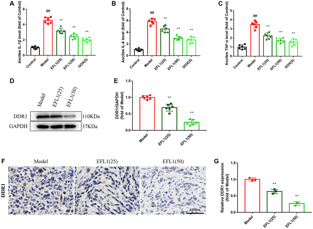 Effect of EFL1 on DDR1-regulated immune infiltration in SHI mice. (A–C) Levels of ascites IL-1β, IL-6, TNF-α were tested by ELISA kits. n = 6. (D, E) Western blot analysis of DDR1 protein expression in tumor tissues. n = 6. (F, G) Relative DDR1 expression in tumor tissues determined by immunohistochemistry. Scale bars: 100 μm. n = 3. Data were compared using one-way ANOVA with Dunnett’s post hoc. ##P **P 