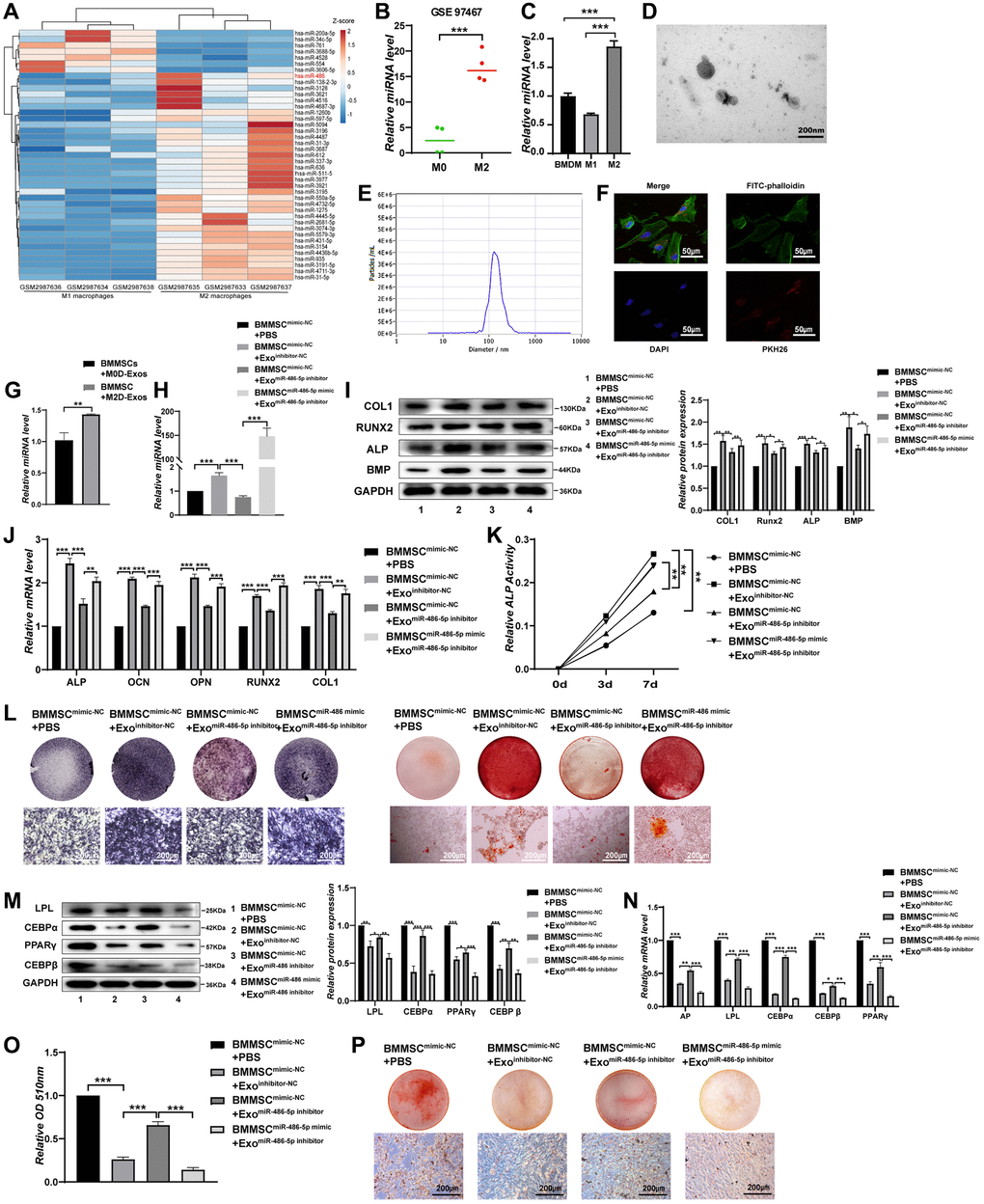 M2 macrophage-derived exosomal miRNA-486-5p promotes the osteogenic differentiation and inhibits the adipogenic differentiation of BMMSCs. (A) A heatmap identified the differently expressed miRNAs between M2 macrophages and M1 macrophages using GSE 110339 from the Gene Expression Omnibus (GEO) dataset (fold change > 1 or B) Expression of the differentially expressed miR-486-5p between M2 macrophages-derived exosomes (M2D-Exos) and monocyte-derived exosomes using GSE97467 from the GEO dataset. (C) The miR-486-5p levels in bone marrow-derived macrophages (BMDMs), M1 macrophages, and M2 macrophages were measured by qRT-PCR analysis. (D) The morphology of M2D-Exos was shown by transmission electron microscopy (TEM). Scale bars, 200 nm. (E) The particle size distribution in purified M2D-Exos determined by nanoparticle tracking analysis (NTA). (F) Laser scanning confocal microscopy analysis of the internalization of PKH26-labelled M2D-Exos by BMMSCs, Scale bars, 50 μm. (G) Overexpression of miR-486-5p was detected in the BMMSCs treated with M2D-Exos by qRT-PCR analysis. (H) qRT-PCR analysis was used following the addition of PBS, M2D-Exosinhibitor-NC (exosomes from M2 macrophages transfected with the NC inhibitor) or M2D-ExosmiR-486-5p inhibitor (exosomes from M2 macrophages transfected with the miR-486-5p inhibitor) to assess miR-486-5p expression in the mimic NC- or miR-486-5p-transfected BMMSCs. (I, J) The expression of osteogenic differentiation proteins and mRNAs were assessed by Western blot and qRT-PCR. (K) An ALP activity assay was performed to analyse ALP activity on days 0, 3, and 7. (L) Alizarin red staining of BMMSCs after different transfections for 21 days. Alkaline phosphatase staining of BMMSCs following different treatments for 14 days. Scale bars, 200 μm. (M) Western blot analysis was used to assess the expression of adipogenic differentiation proteins, including LPL, CEBPα, PPARγ, and CEBPβ. (N) qRT-PCR analysis of AP, LPL, CEBPα, CEBPβ, and PPARγ gene levels; (O, P) Oil red O staining and extraction were performed to detect lipid droplet formation on day 10 of adipogenic differentiation. Scale bars, 200 μm. Data are expressed as the mean ± SEM, *p **p ***p 