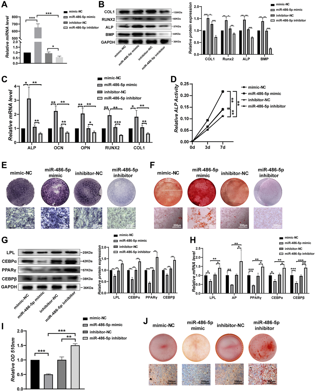 miR-486-5p directly enhances osteogenesis but suppresses adipogenesis of BMMSCs. (A) qRT-PCR analysis of miR-486-5p levels in BMMSCs after treatment with mimic-NC, miR-486-5p mimic, inhibitor-NC, or miR-486-5p inhibitor for 48 h. (B) Western blot analysis of COL1, RUNX2, ALP, and BMP in BMMSCs after treatment with mimic-NC, miR-486-5p mimic, inhibitor-NC, or miR-486-5p inhibitor for 48 h. (C) qRT-PCR analysis of the changes in the mRNA levels of the osteogenic differentiation marker genes ALP, OCN, OPN, RUNX2, and COL1 in BMMSCs after treatment with mimic-NC, miR-486-5p mimic, inhibitor-NC, or miR-486-5p inhibitor for 48 h. (D) Relative ALP activity was analysed during osteogenesis in treated BMMSCs on days 0, 3, and 7. (E) ALP staining in BMMSCs following different treatments for 14 days. Scale bars, 200 μm. (F) Alizarin red staining in BMMSCs after different transfections for 21 days. Scale bars, 200 μm. (G, H) The expression of adipogenic-specific markers was analysed by qRT-PCR and Western blots. (I, J) Oil red O staining and extraction were performed to detect lipid droplet formation on day 10. Scale bars, 200 μm. Data are expressed as the mean ± SEM, *p **p ***p 
