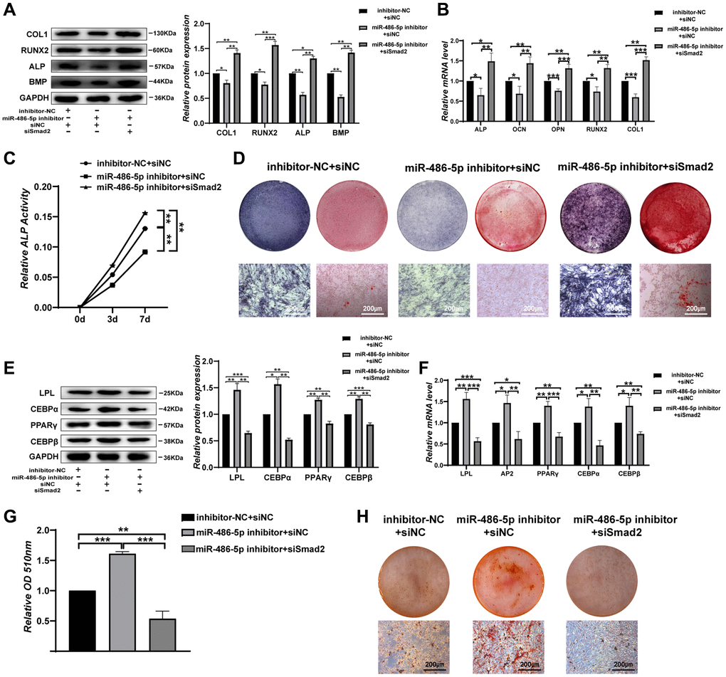 SMAD2 knockdown reverses the effect of downregulated miR-486-5p expression on BMMSC differentiation. (A, B) Western blots and qRT-PCR were used to analyse osteogenic factor expression after different treatments. (C) ALP activity assays were performed to analyse ALP activity during osteogenic differentiation on days 0, 3, and 7. (D) ALP staining was performed on day 14, and Alizarin red staining showed increased calcification on day 21 after different transfections. Scale bars, 200 μm. (E, F) Western blotting and qRT-PCR were performed to analyse the protein and mRNA expression levels of adipogenic markers, respectively. (G, H) Oil red O staining and extraction were performed to detect lipid droplet formation on day 10 of adipogenic differentiation. Scale bars, 200 μm. Data are expressed as the mean ± SEM. *p **p ***p 