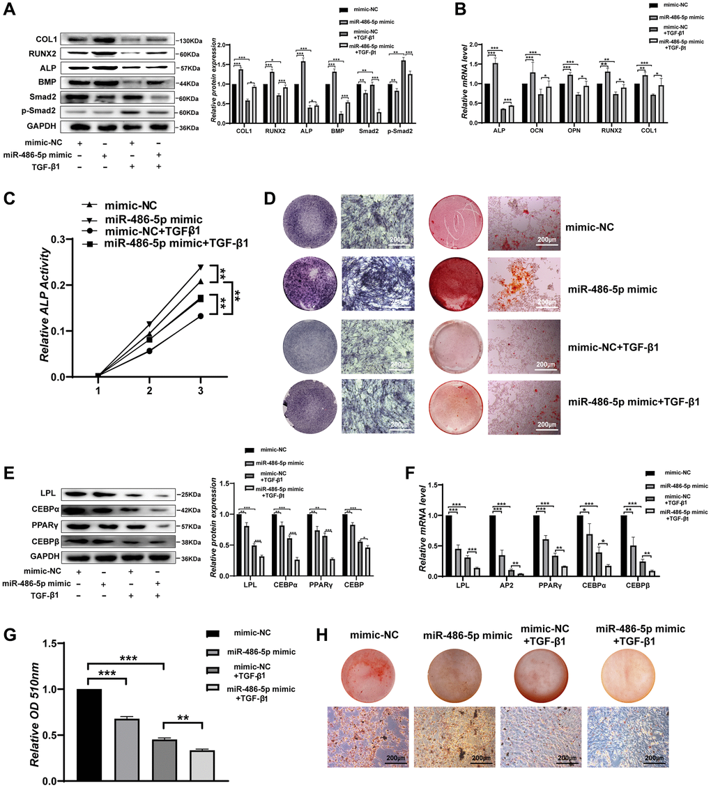 miR-486-5p regulates BMMSC differentiation through the TGF-β signalling pathway. (A) Western blot analysis of the protein levels of osteogenic and TGF-β signalling pathway-related molecular elements after different treatments. (B) The mRNA levels of osteogenic genes after different treatments. (C) ALP activity assays were performed to analyse ALP activity in the treated BMMSCs on days 0, 3, and 7. (D) ALP staining was performed on day 14, and Alizarin red staining showed increased calcification on day 21 after different treatments. Scale bars, 200 μm. (E, F) Western blotting and qRT-PCR were performed to analyse the expression levels of adipogenic factors after different treatments. (G, H) Oil red O staining and extraction were performed on day 10 of adipogenic differentiation after different treatments. Scale bars, 200 μm. Data are expressed as the mean ± SEM. *p **p ***p 