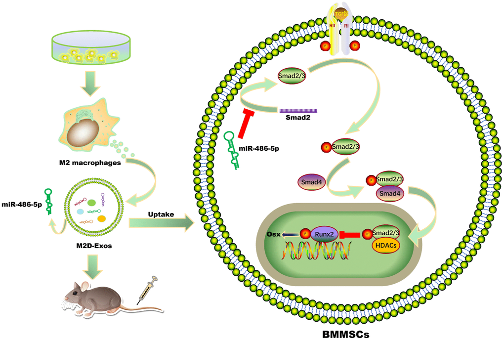 Schematic diagram showing the proposed mechanisms by which exosomal miR-486-5p derived from M2 macrophages regulates the osteogenic and adipogenic differentiation of BMMSCs. miR-486-5p enrichment in M2D-Exos enhances the inhibitory effect on SMAD2, resulting in downregulation of the TGF-β signalling pathway and thereby accelerating bone remodelling.