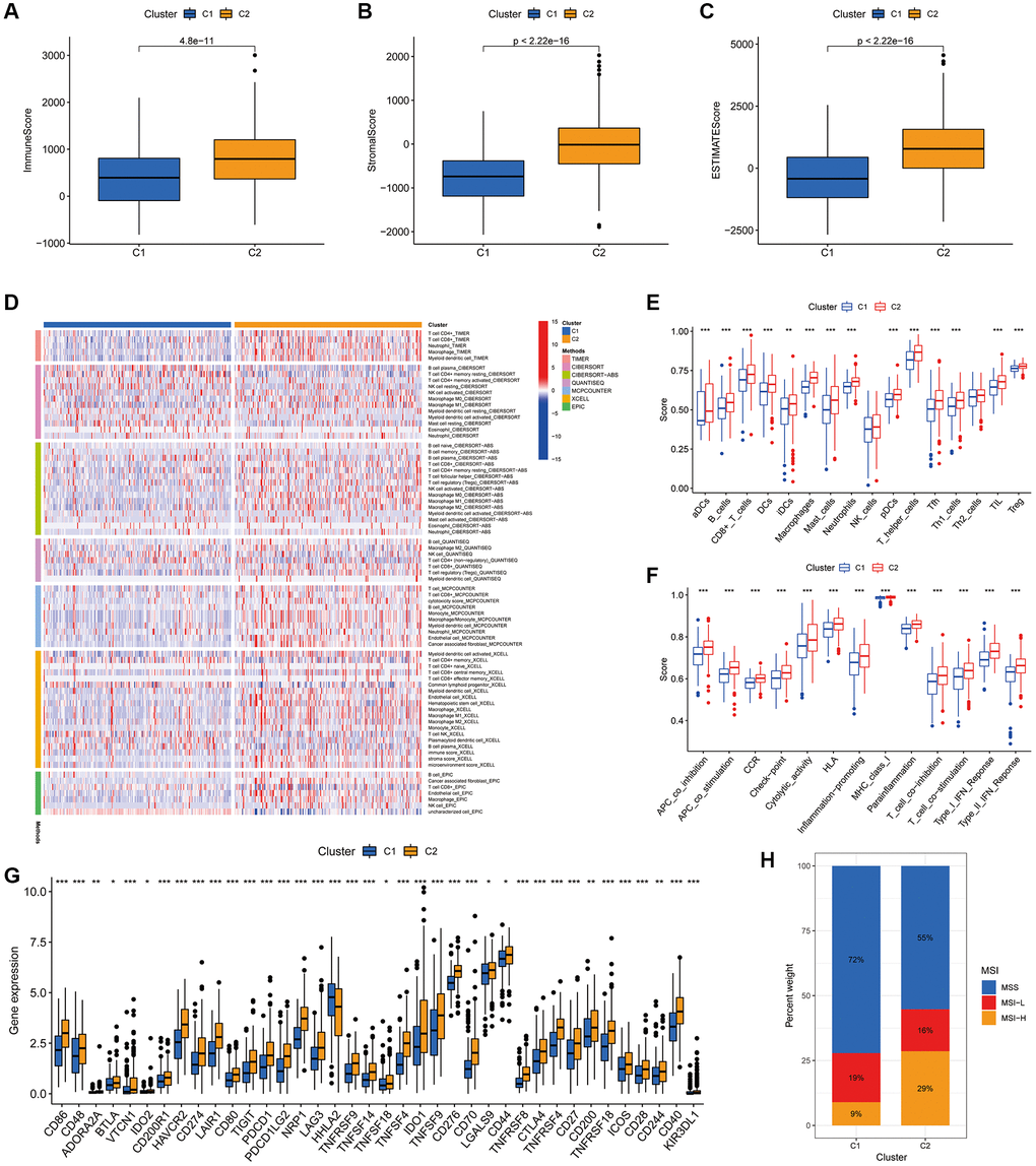 Association of the two clusters with the TIME. (A–C) Immune, stromal and ESTIMATE scores in the two clusters. (D) Heat map of the proportion of different types of immune cells. (E) Box plot showing differences in immune cells between the two clusters using the ssGSEA algorithm. (F) Box plot showing differences in immune-related functions between the two clusters using the ssGSEA algorithm. (G) Expression of immune checkpoint markers in the two clusters. (H) Histogram of proportions showing the proportion of patients with MSS, MSI-L and MSI-H in the two clusters. *P **P ***P 