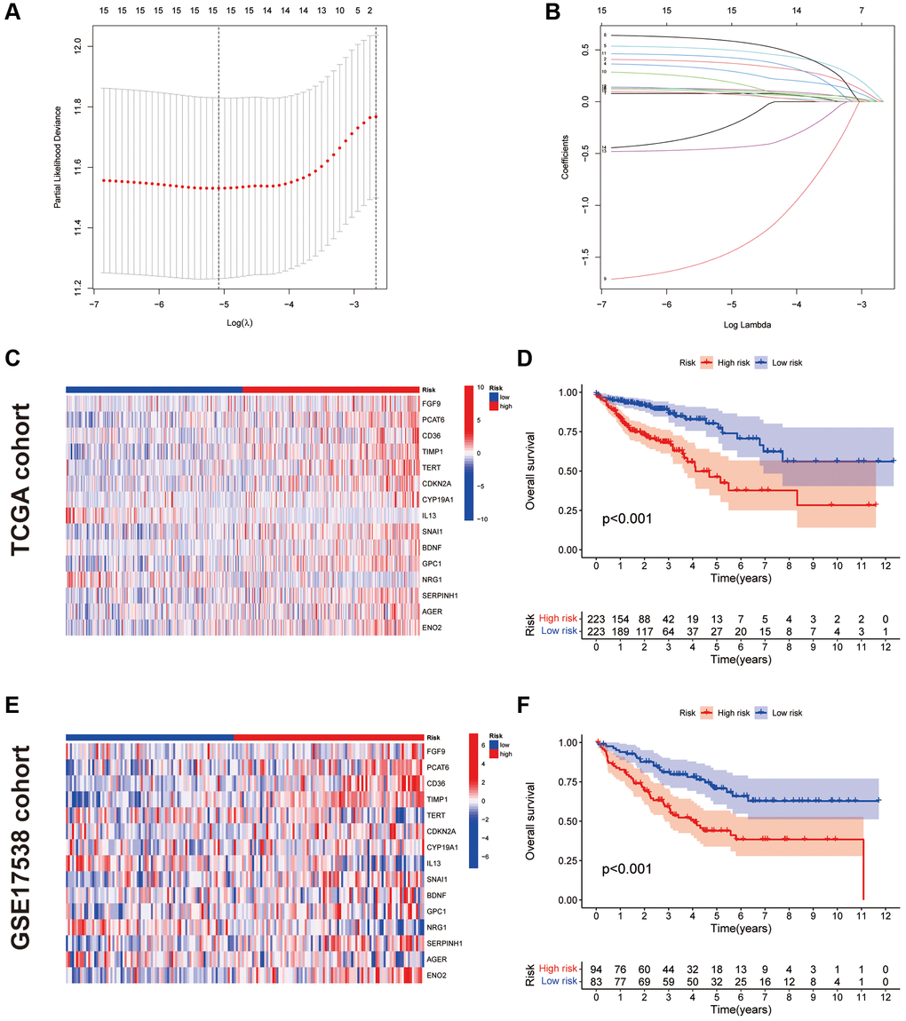 Construction and validation of CAFRs. (A, B) The coefficient and partial likelihood deviance of the prognostic signature. (C) Heat map of the expression of the 15 CAFs-associated genes in the TCGA cohort. (D) K–M curve for OS in the TCGA cohort. (E) Heat map of the expression of the 15 CAFs-associated genes in the GEO cohort. (F) K–M curve for OS in the GEO cohort.