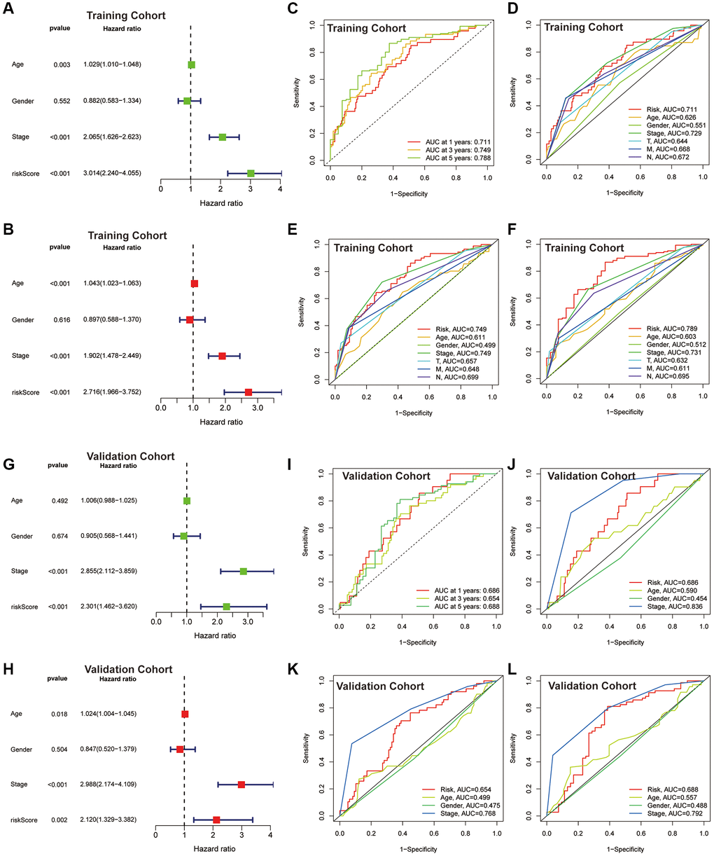 Assessment of the CAFRs. (A, B) Forest plot for univariate and multivariate Cox regression analyses in the TCGA-COAD cohort. (C) ROC curves of 1-, 3- and 5-year survival for the CAFRs in the TCGA-COAD cohort. (D–F) Comparison of the prediction accuracy of the CAFRs with age, gender, TNM-stage, T-stage, N-stage and M-stage at 1-, 3- and 5- years in the TCGA-COAD cohort. (G, H) Forest plot for univariate and multivariate Cox regression analyses in the GEO cohort. (I) ROC curves of 1-, 3- and 5-year survival for the CAFRs in the GEO cohort. (J–L) Comparison of the prediction accuracy of the CAFRs with age, gender and stage in the GEO cohort.