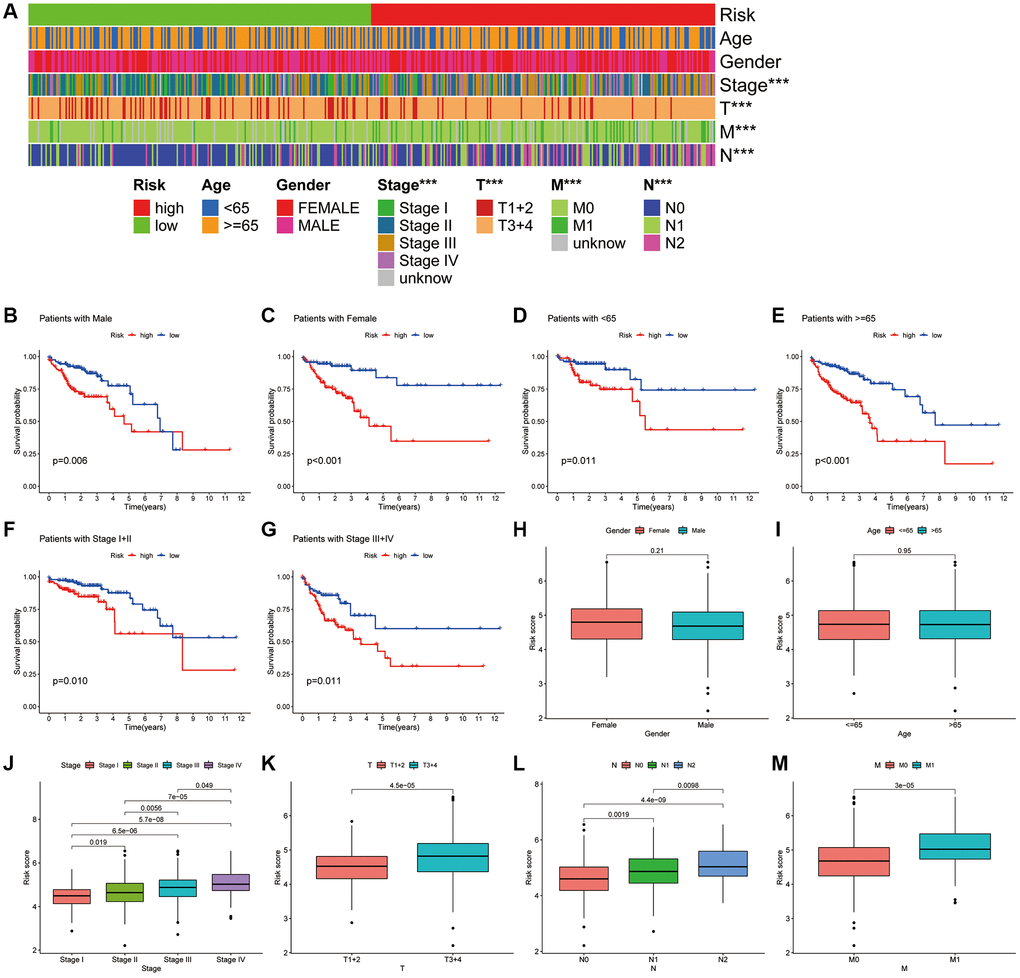 Association of CAFRs with clinicopathological parameters in COAD. (A) A strip chart of the associations between risk status and clinical parameters. (B–G) K–M curves of low- and high-risk subgroups sorted by gender, age and TNM stage. (H–M) Box plot of the difference in risk scores by gender, age, TNM-stage, T-stage, N-stage and M stage.