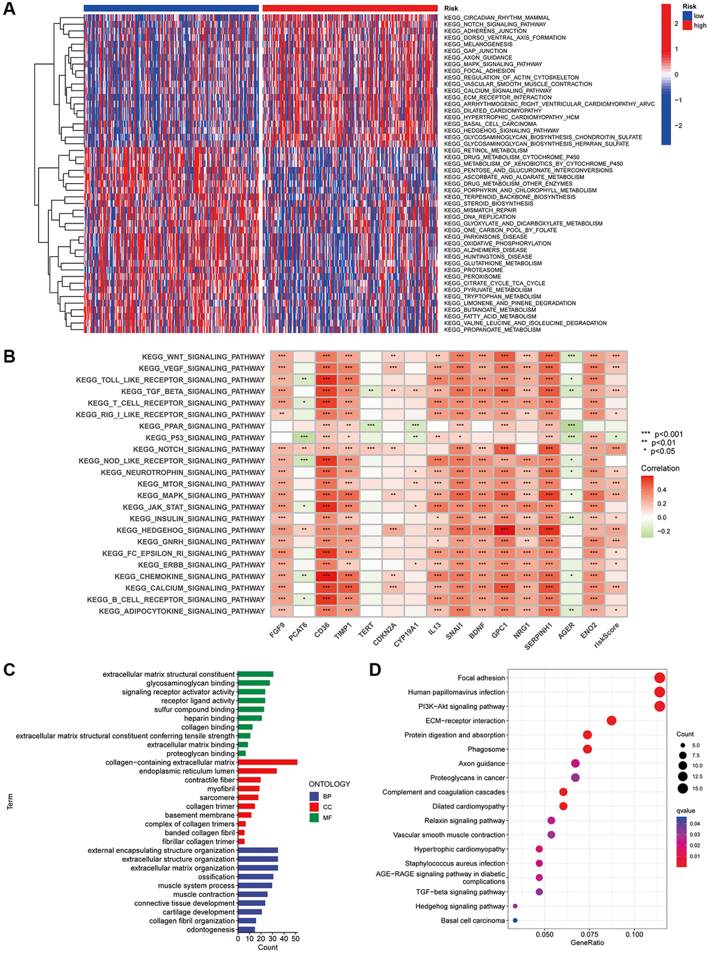 GSVA and GO analysis. (A) Heat map of functional pathway enrichment differences between the two risk groups. (B) Heat map of the correlation between the expression of signature genes and signalling pathways. (C) GO analysis shows the enrichment of DEGs between the high- and low-risk subgroups. (D) KEGG analysis shows the enrichment of DEGs between the two risk subgroups.