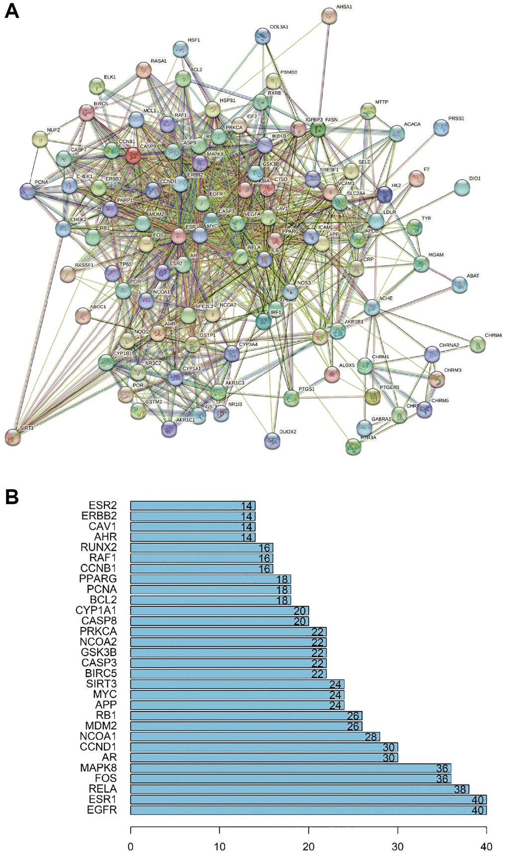 PPI network. (A) Network nodes represent proteins: colored nodes represent query proteins and the first shell of interactors; white nodes represent the second shell of interactors; empty nodes represent proteins of unknown 3D structure; filled nodes represent some 3D structure that is known or predicted. Edges represent protein–protein associations: the light blue edges represent curated databases; the fuchsia edges represent experimentally determined associations; the green edges represent gene neighborhoods; the red edges represent gene fusions; the dark blue edges represent gene co-occurrence; the light green edges represent text mining; the black edges represent co-expression; the light purple edges represent protein homology. The thickness of the line in the figure represents the strength of the force. (B) Statistics of the most multilateral nodes of the PPI network.