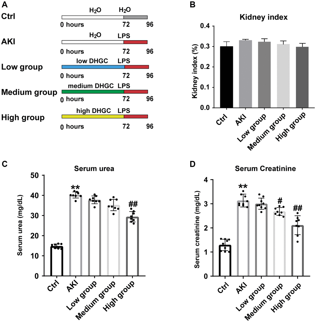 Improvement of physiochemical parameters in LPS-induced AKI mice by DHGC. (A) Experimental schematic diagram. (B) Kidney index. (C) Level of serum urea. (D) Level of serum creatinine. Data are presented as the mean ± SD (n = 6). *P **P #P ##P 