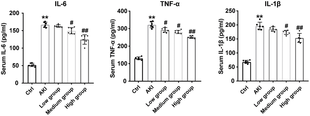 DHGC reduces inflammation in AKI mice. Serum IL-6, TNF-α, and IL-1β levels. Data are presented as the mean ± SD (n = 6). *P **P #P ##P 