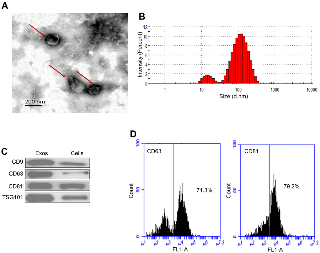 Characterization of hUC-MSCs-Exos. (A) Representative TEM images of hUC-MSCs-Exos. Scale bar=200 nm. (B) The particle size distribution of hUC-MSCs-Exos was detected by ZETASIZER Nano series-Nano-ZS. (C) Western blot detected the expression of exosomal markers (CD9, CD63, CD81 and TSG101). (D) Flow cytometry detected the proportion of expression of exosomal markers CD63 (71.3%) and CD81 (79.2%).