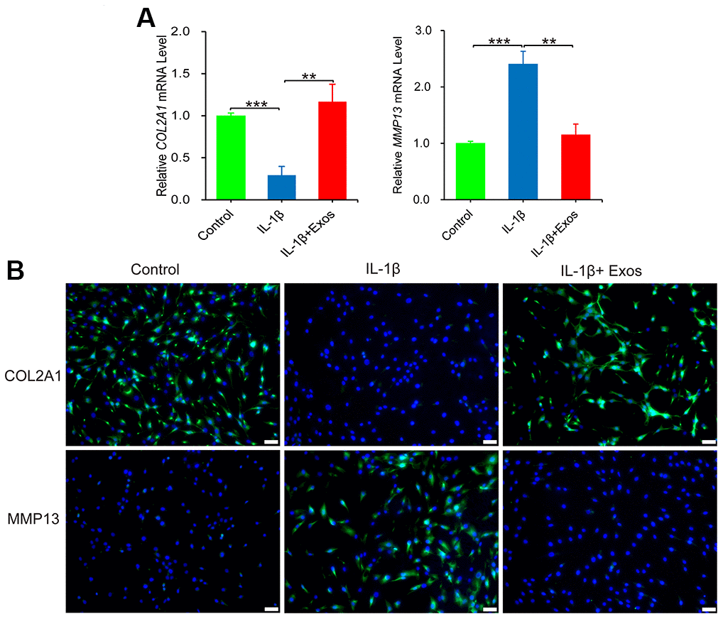 The anti-inflammatory effect of hUC-MSCs-Exos was evaluated chondrocytes inflammation model. (A) The expressions of COL2A1 and MMP13 mRNA of chondrocytes were assayed by qRT-PCR. This experiment was repeated three times. **P P B) Immunofluorescence staining was used to detect the protein expression of COL2A1 and MMP13 (green) in chondrocytes. Hoechst 33342 (blue) is utilized to stain the nucleus of chondrocytes. Scale bar=50 μm.