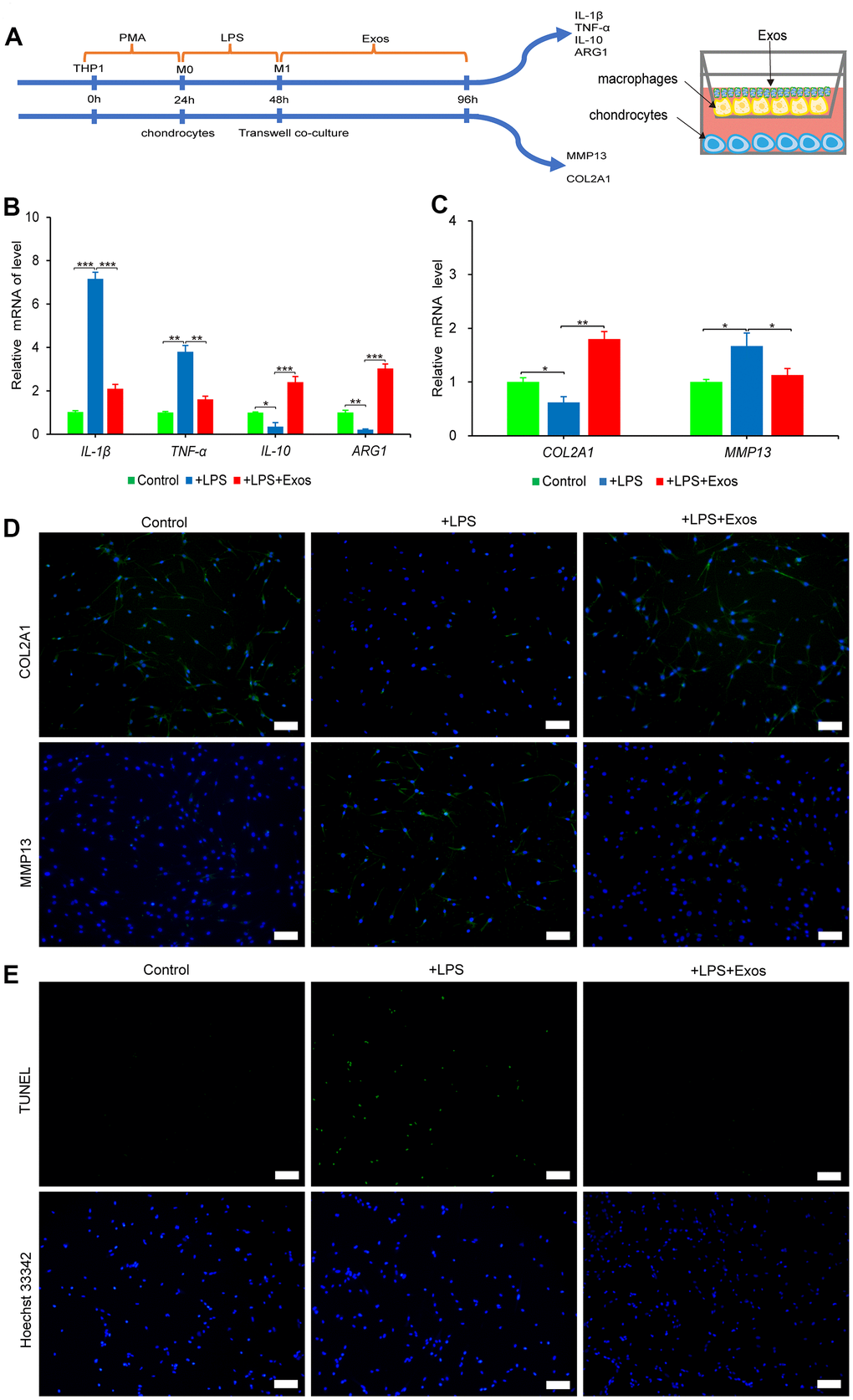 The anti-inflammatory effect of hUC-MSCs-Exos was evaluated by co-culture system of macrophages and chondrocytes. (A) Graphical abstract of co-culture system of chondrocytes and macrophages. (B) The expressions of IL-1β, TNF-α, IL-10 and ARG1 mRNA of macrophages were assayed by qRT-PCR. This experiment was repeated three times. *P P P C) The expressions of COL2A1 and MMP13 mRNA of chondrocytes were assayed by qRT-PCR. This experiment was repeated three times. *P P D) Immunofluorescence staining was used to detect the protein expression of COL2A1 and MMP13 (green) in chondrocytes. Hoechst 33342 (blue) is utilized to stain the nucleus of chondrocytes. Scale bar=100 μm. (E) TUNEL (green) staining of chondrocytes. Hoechst 33342 (blue) is utilized to stain the nucleus of chondrocytes. Scale bar=100 μm.