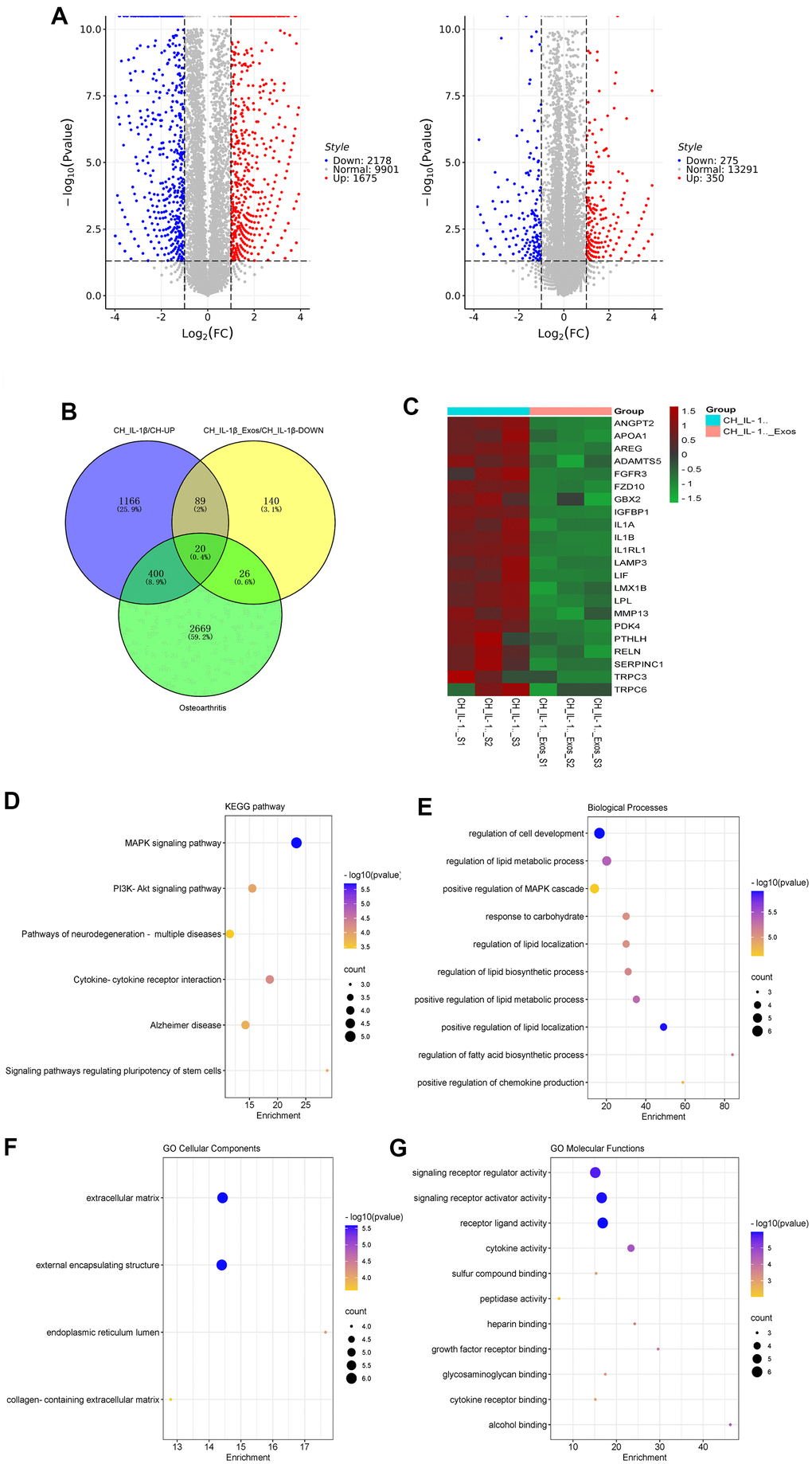 Sequencing and bioinformatic analysis of mRNA in chondrocytes. (A) Volcano plot of genes differentially expressed by sequencing of chondrocytes from different groups. (B) Venn diagram of 1675 genes up-regulated in chondrocytes treated with IL-1β relative to normal chondrocyte, 275 genes downregulated in chondrocytes treated with IL-1β and hUC-MSCs-Exos relative to chondrocytes treated with IL-1β, and 3095 genes related to osteoarthritis in GeneCards database. (C) Heatmap of the screened 20 differentially expressed genes. (D–G) KEGG and GO (GO biological process, GO cellular component and GO molecular function) analysis of the screened 20 differentially expressed genes. The color of bars indicates p values, and p