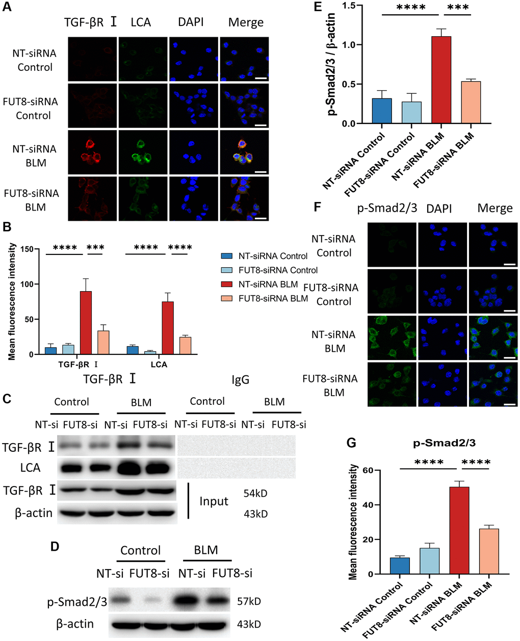 Blocking CF modification of TGF-βR I alleviates activation of TGF-β signaling pathway in BLM-induced AECs senescence. (A, B) Representative immunofluorescence shows the colocalization of TGF-βR I (Red) and LCA (Green) in different treatments with MLE12 cells. DAPI was used to counterstain the nuclei. Scale bar, 25 μm. Data were presented as the mean ± SD. ***P ****P C) Immunoprecipitation of TGF-βR I with LCA was tested by immunoblotting analysis. (D, E) Western blot using anti-p-Smad2/3 and anti-β-actin antibodies. Densitometric analyses of the bands were adjusted to be equal to β-actin. Data were presented as the mean ± SD. ***P ****P F, G) The p-Smad2/3 expression in different groups was measured via the immunofluorescence technique. DAPI was used to counterstain the nuclei. Scale bar 25 μm. Data were presented as the mean ± SD. ****P 