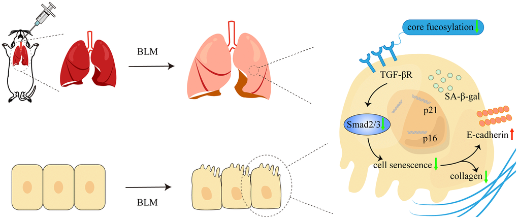 The schematic diagram illustrated how core fucosylation regulated alveolar epithelial cells senescence in pulmonary fibrosis through TGF-β/Smad2/3 pathway in vivo and in vitro. Blocking core fucosylation modification of TGF-βR could reduce the activation of the downstream pathways of TGF-β, obstructing the process of AECs senescence and partially ameliorating lung fibrosis.