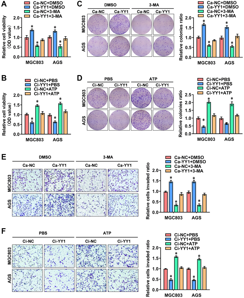 YY1 promotes cancer progression through autophagy enhancement. (A, B) The in vitro CCK-8 assay of AGS and MGC803 cells stably transfected with Ca-NC, Ca-YY1, Ci-NC or Ci-YY1 and those treated with DMSO, 3-MA (1.0 μM), PBS or ATP (0.1 mM). (C–F) Representative images (left) and the quantification (right) of colony formation (C, D) and transwell (E, F) assays showing the growth and migration of GC cells transfected with Ca-NC, Ca-YY1, Ci-NC or Ci-YY1 and those treated with 3-MA (1.0 μM) or ATP (0.1 mM). *P 