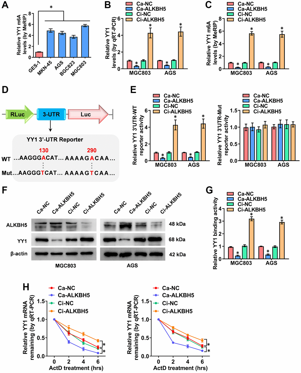 ALKBH5 weakens the m6A levels of YY1 mRNA. (A) MeRIP assay showing the YY1 m6A levels in human GC cell lines compared to GES-1 cells. (B, C) qRT-PCR and MeRIP assays displaying the mRNA and m6A levels in MGC803 and AGS cells induced for the overexpression or knockdown of ALKBH5. (D) Schematic illustration showing the m6A modification site (AAGGGA, AAAAGA) at position of 130 and 290 base on the YY1 3’-UTR from SRAMP Browser, and the wild-type (WT) or mutation (Mut) of YY1 3’-UTR reporters were designed (m6A was replaced by T). (E, F) Dual-luciferase and Western blot assays revealing the 3’-UTR activity and protein levels of YY1 in GC cells stably transfected with Ca-NC, Ca-ALKBH5, Ci-NC or Ci-ALKBH5. (G, H) Dual-luciferase and qRT-PCR assays showing the binding activity and mRNA half-life of YY1 in GC cells stably transfected with Ca-NC, Ca-ALKBH5, Ci-NC or Ci-ALKBH5. *P 