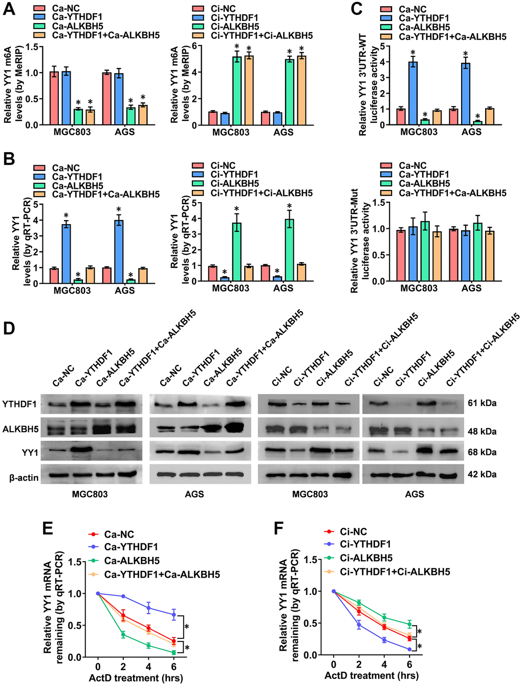 The m6A-dependent promotion of YY1 is positively associated with YTHDF1. (A–D) MeRIP, qRT-PCR, dual luciferase and western blot assays displaying the m6A and mRNA levels, as well as the 3'-UTR activity and protein expression of YY1 in MGC803 and AGS cells transfected with Ca-YTHDF1 or Ci-YTHDF1 and co-transfected with Ca-ALKBH5 or Ci-ALKBH5. (E, F) qRT-PCR assay showing the half-life levels of YY1 mRNA in AGS cells treated with actinomycin D (1 μg/ml) at the indicated periods. *P 