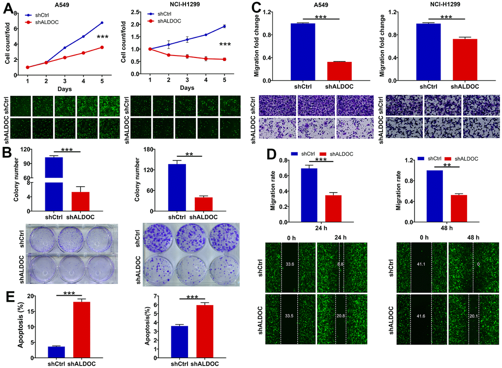 ALDOC controls proliferation, migration and apoptosis of NSCLC cells. (A, B) CCK8 assay (A) and colony formation assay (B) were performed to assess the alterations in cell proliferation upon knocking down ALDOC in A549 and NCI-H1299 cells. (C, D) After silencing ALDOC in A549 and NCI-H1299 cells, the abilities to migrate were analyzed through transwell chambers assay (C) and wound-healing assay (D). (E) After silencing ALDOC in A549 and NCI-H1299 cells, the changes in cell apoptosis were tested through flow cytometry detection. *** P P 