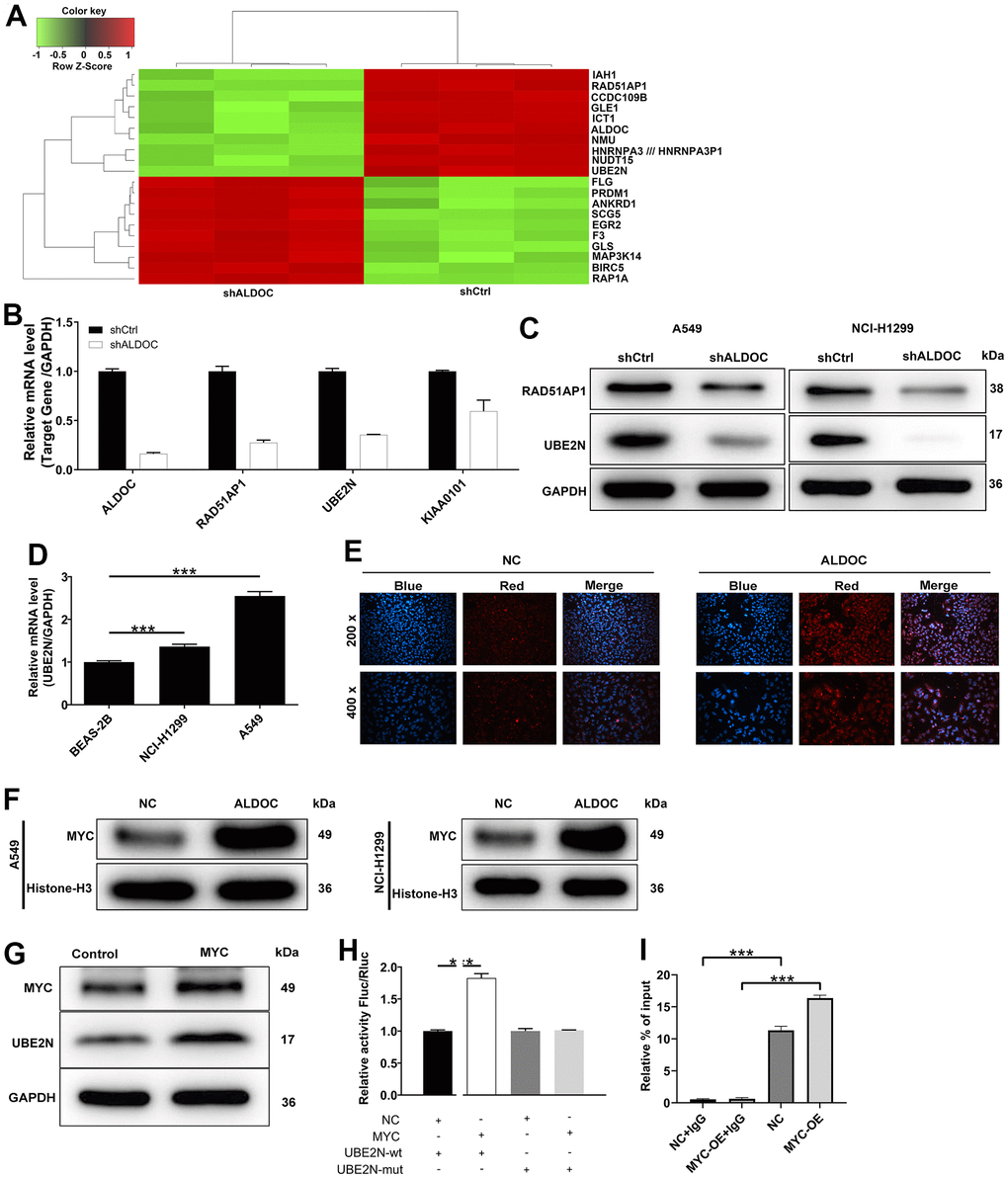 UBE2N is a downstream target of ALDOC. (A) The heat map of the top 20 DEGs in shALDOC-infected-A549 cells. (B) RAD51AP1, UBE2N and KIAA0101 mRNA levels were detected in A549 cells in response to ALDOC knockdown. (C) RAD51AP1 and UBE2N protein levels were detected in A549 and NCI-H1299 cells in response to ALDOC knockdown. (D) UBE2N mRNA levels were quantified in BEAS-2B, A549 and NCI-H1299 cells. (E) Immunofluorescence experiments showed the interaction between ALDOC and MYC. (F) Validation of increased MYC levels in the nuclear fraction of NSCLC cell lines after ALDOC overexpression using western blot analysis. (G) MYC and UBE2N protein expression were tested after overexpressing MYC in A549 cells. (H) Dual luciferase reporter experiment demonstrated that MYC could increase the activity of luciferase in UBE2N-WT group not in UBE2N-MUT group. (I) The transcriptional regulation of UBE2N by MYC was confirmed by ChIP-qPCR assay. *** P 