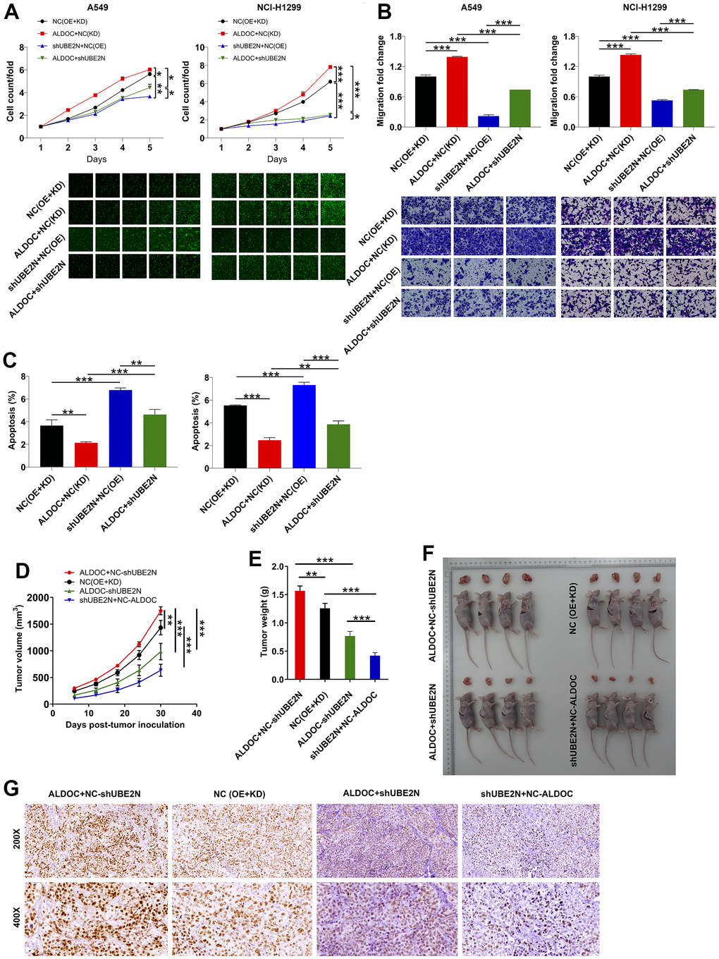 ALDOC mediates NSCLC development via acting on UBE2N. (A–C) After infecting indicated lentiviral particles in A549 and NCI-H1299 cells, the changes in cell proliferation (A), migration (B) and apoptosis (C) were evaluated via CCK8, transwell and flow cytometry assays. (D, E) The volume (D) and weight (E) of tumor from xenograft models were monitored. (F) The tumor were harvested and photographed. (G) Ki67 was stained using IHC staining. NC (OE+KD): Control; NC (KD)+ALDOC: ALDOC overexpression; NC (OE)+shUBE2N: UBE2N downregulation; ALDOC+shUBE2N: ALDOC overexpression and UBE2N downregulation. *** P P P 