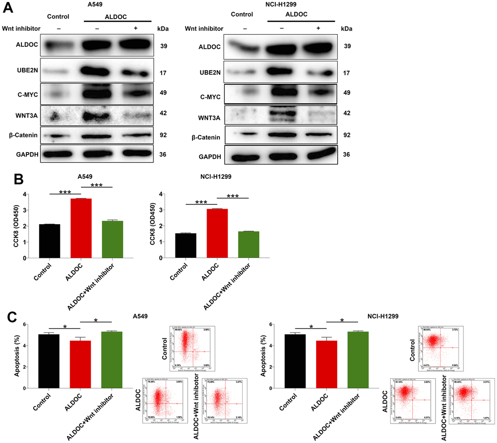 ALDOC regulates NSCLC through Wnt/β-catenin pathway. (A) After Wnt inhibitor treatment, the levels of ALDOC, UBE2N, c-MYC, WNT3A and β-catenin in ALDOC-overexpressing A549 and NCI-H1299 cells were investigated through western blot analysis. (B, C) After Wnt inhibitor treatment in ALDOC-overexpressing A549 and NCI-H1299 cells, the changes in cell proliferation (B) and apoptosis (C) were evaluated via CCK8 and flow cytometry assays. *** P P 