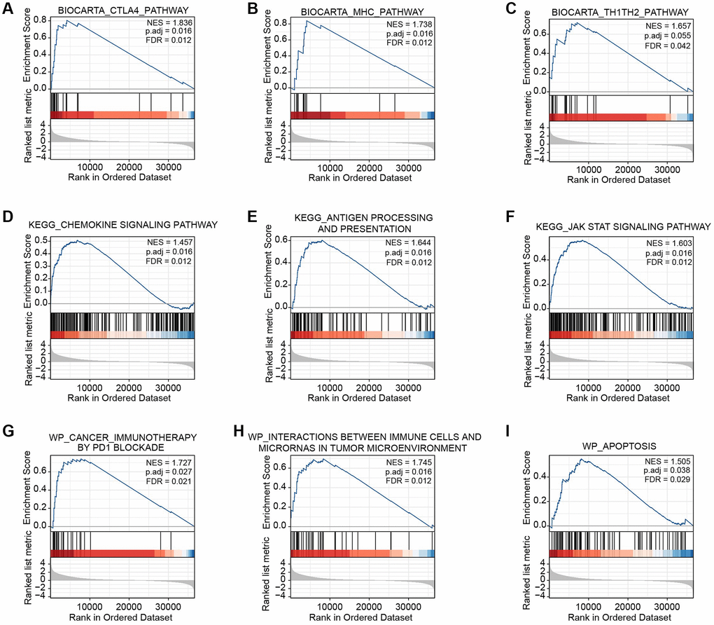 GSEA of BTN2A2 in glioma. (A–I) The CTLA4, MHC, Th1-Th2, chemokine, and JAK-STAT signaling pathway, the processing and presentation of antigens, and apoptosis were determined using GSEA.