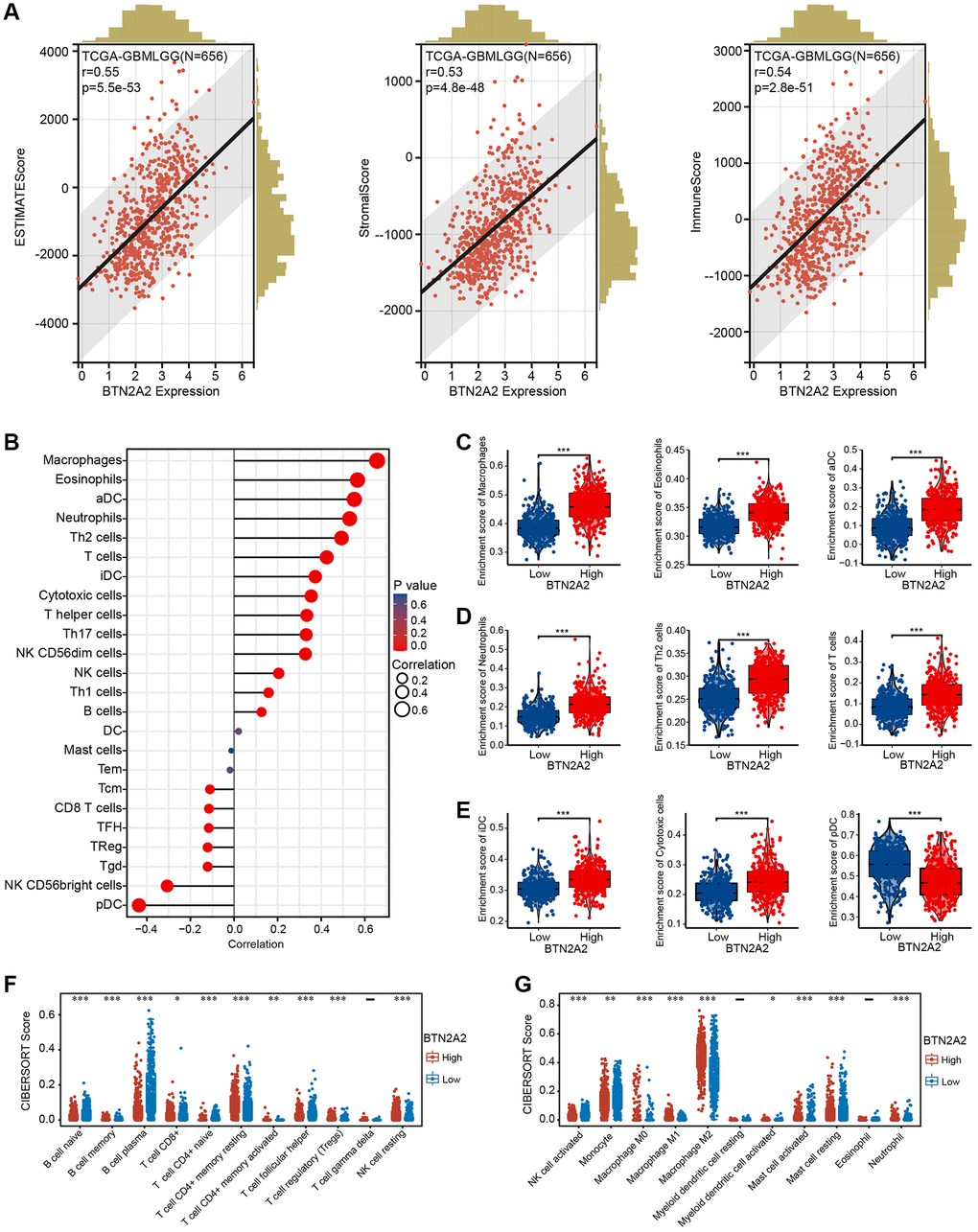 Correlation between BTN2A2 and ICI in patients with glioma. (A) Correlation between BTN2A2 and stromal, immune, and ESTIMATE scores of patients with glioma using ESTIMATE algorithm. (B–E) Correlation between BTN2A2 and ICIs in patients with glioma using the ssGSEA algorithm. (F, G) Correlation between BTN2A2 and ICI in patients with glioma using the CIBERSORT algorithm. *P **P ***P 