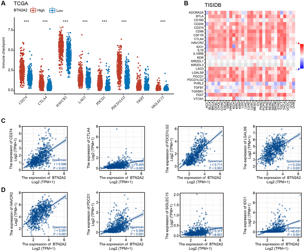 The correlation between BTN2A2 expression and immune checkpoint genes. (A, B) Correlation between BTN2A2 expression and immune checkpoint genes in patients with glioma using TCGA and TISIDB databases. (C, D) Analyzing the correlation between BTN2A2 expression and immune checkpoint genes in patients with glioma using Spearman’s correlation.