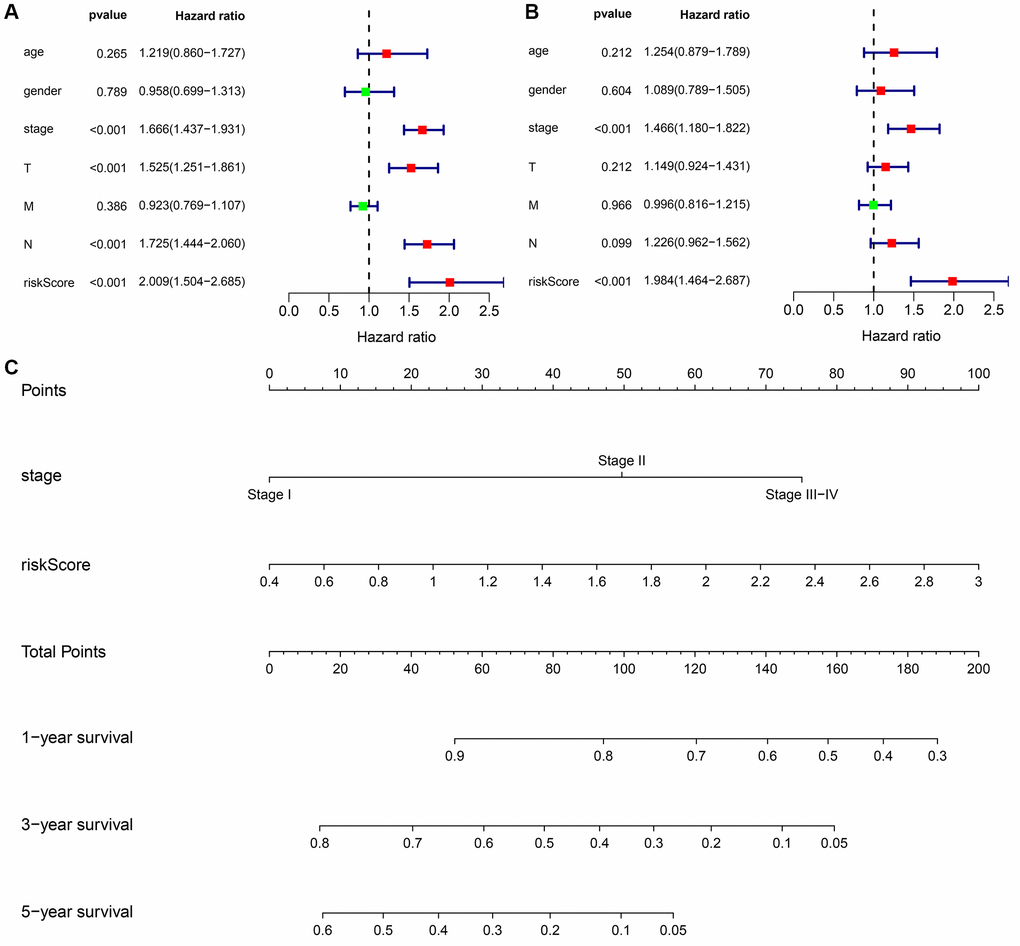 Prognosis-related risk scores and nomogram in LUAD. (A, B) Cox regression analysis that risk score is an independent risk factor for poor prognosis in LUAD patients; (C) Nomogram. Abbreviations: LUAD: lung adenocarcinoma.