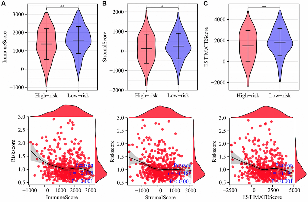 Risk score is related to the immune, estimate, and stromal scores in LUAD. (A) Immune score; (B) Estimate score; (C) Stromal score. Abbreviation: LUAD: lung adenocarcinoma.