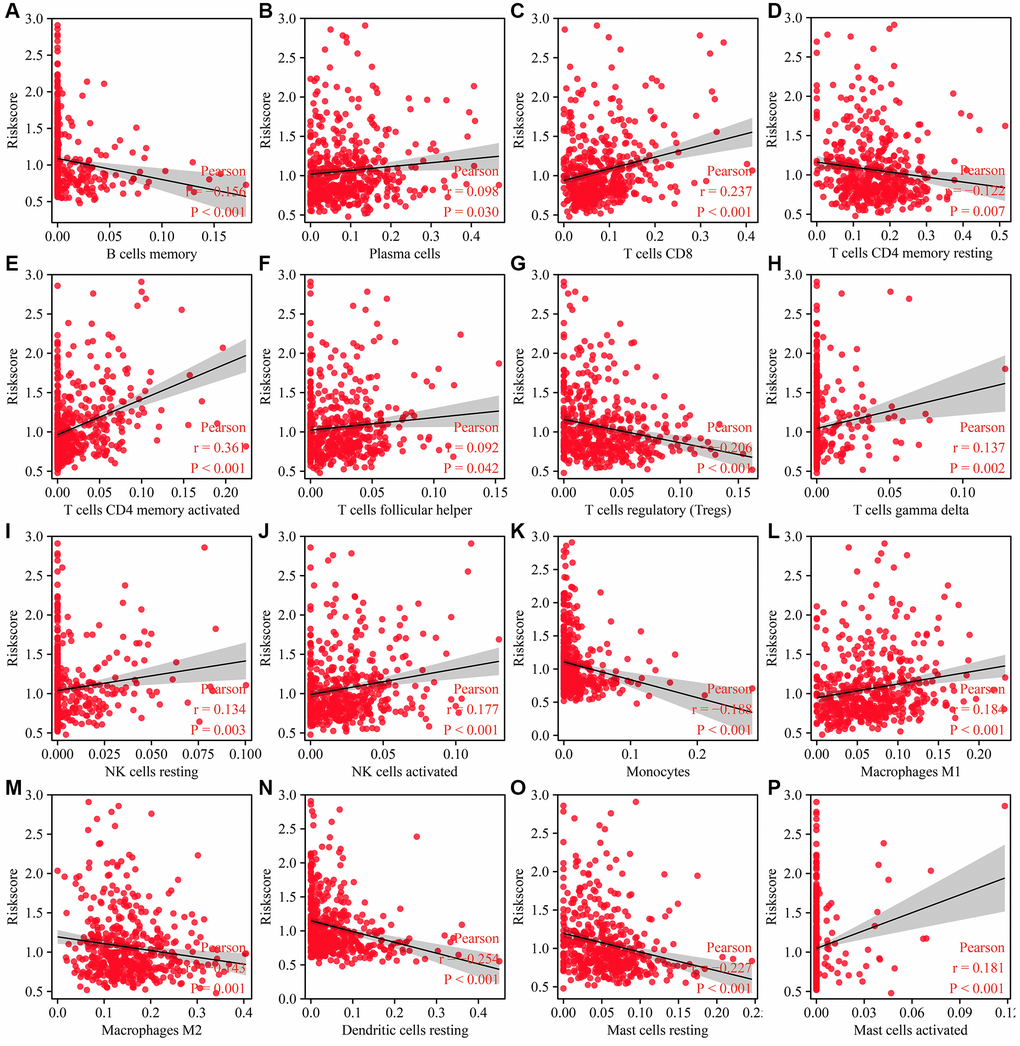 Risk model is related to the immune cells in LUAD. (A) B cells memory; (B) Plasma cells; (C) T cells CD8; (D) T cells CD4 memory resting; (E) T cells CD4 memory activated; (F) T cells follicular helper; (G) T cells regulatory (Tregs); (H) T cells gamma delta; (I) NK cells resting; (J) NK cells activated; (K) Monocytes; (L) Macrophages M1; (M) Macrophages M2; (N) Dendritic cells resting; (O) Mast cells resting; (P) Mast cells activated. Abbreviation: LUAD: lung adenocarcinoma.