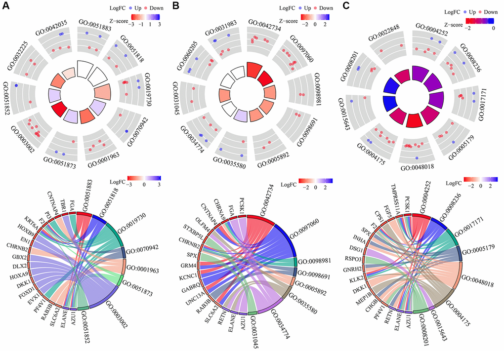 Functions involved in subgroups of the DEGTGs in LUAD. (A) BP; (B) CC; (C) MF. Abbreviations: DEGTGs: differentially expressed Gefitinib target genes; GO: gene ontology; KEGG: Kyoto Encyclopedia of Genes and Genomes; BP: biological process; MF: molecular function; CC: cell component; LUAD: lung adenocarcinoma.