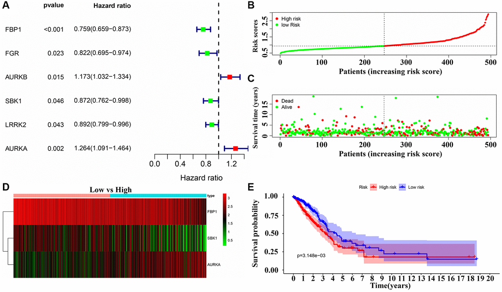 Risk model of the DEGTGs in LUAD. (A) Risk genes that affect patient prognosis in LUAD; (B–E) Patients with higher risk scores have the poor prognosis. Abbreviations: DEGTGs: differentially expressed Gefitinib target genes; LUAD: lung adenocarcinoma.