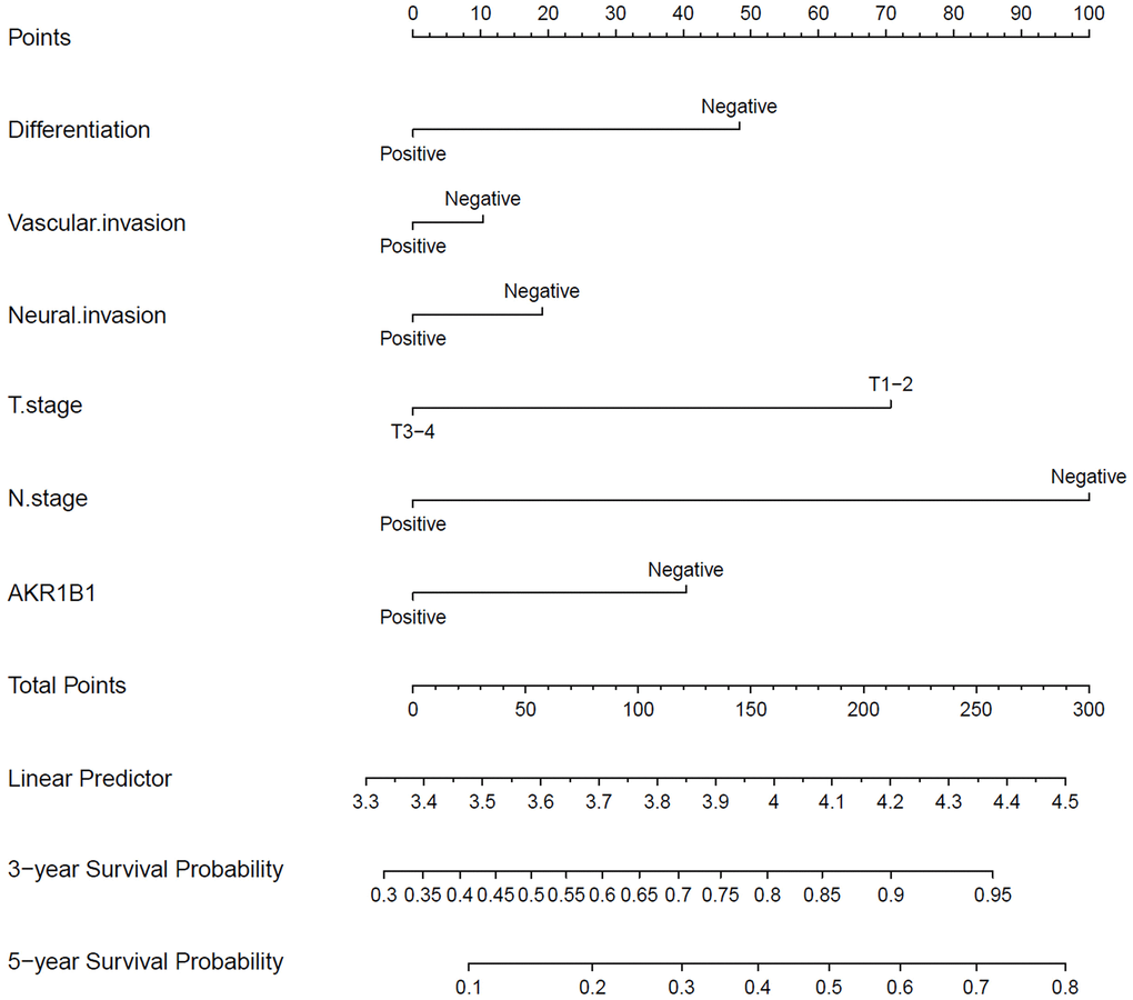The nomograms for predicting 3- and 5-year overall survival of GC patients. The points of each variable were obtained using a vertical line between each variable and the point scale. The predicted survival rate was connected with the total points through a vertical line drawn from the total points scale to the overall survival.